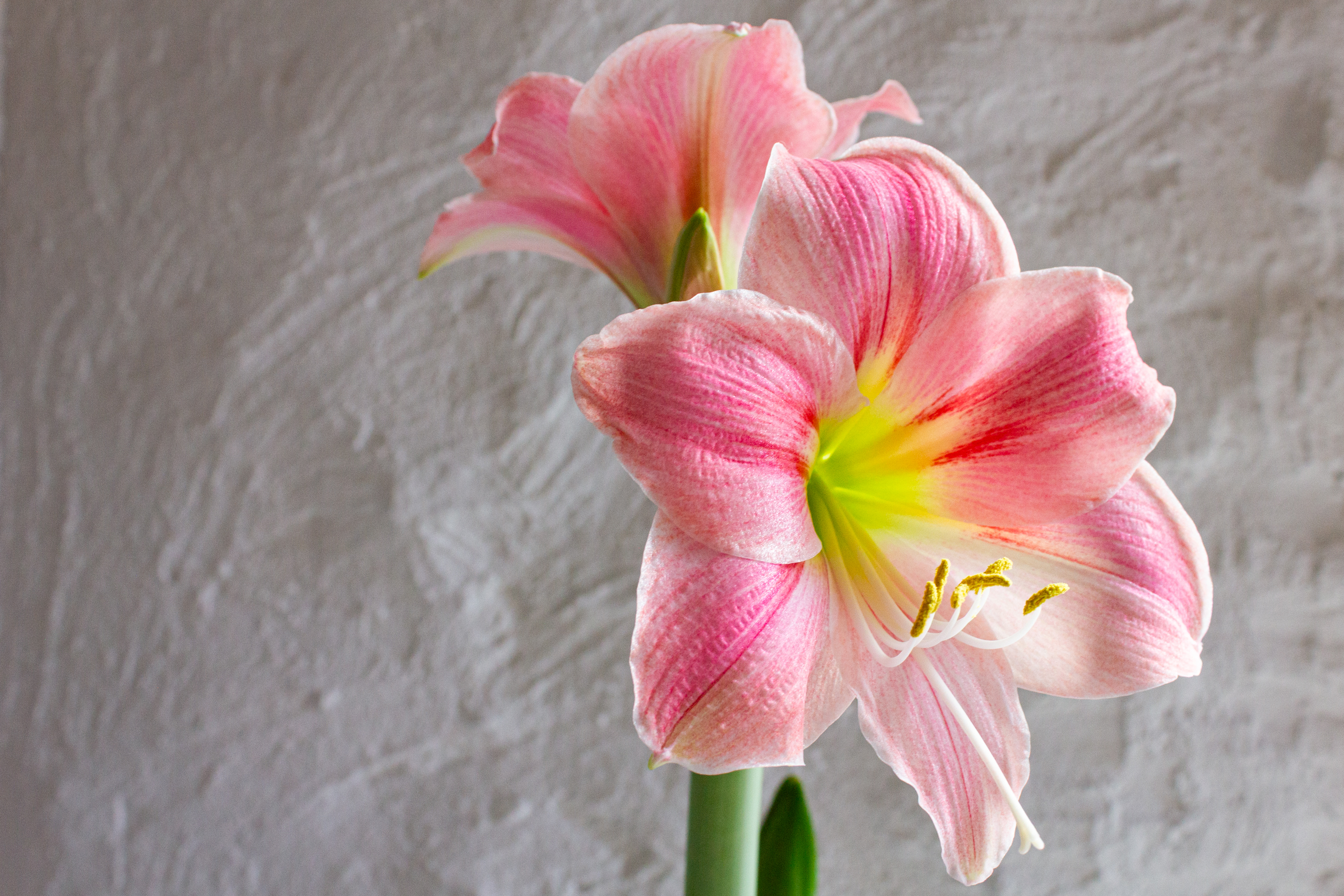 Blüte vor strukturierter Wand