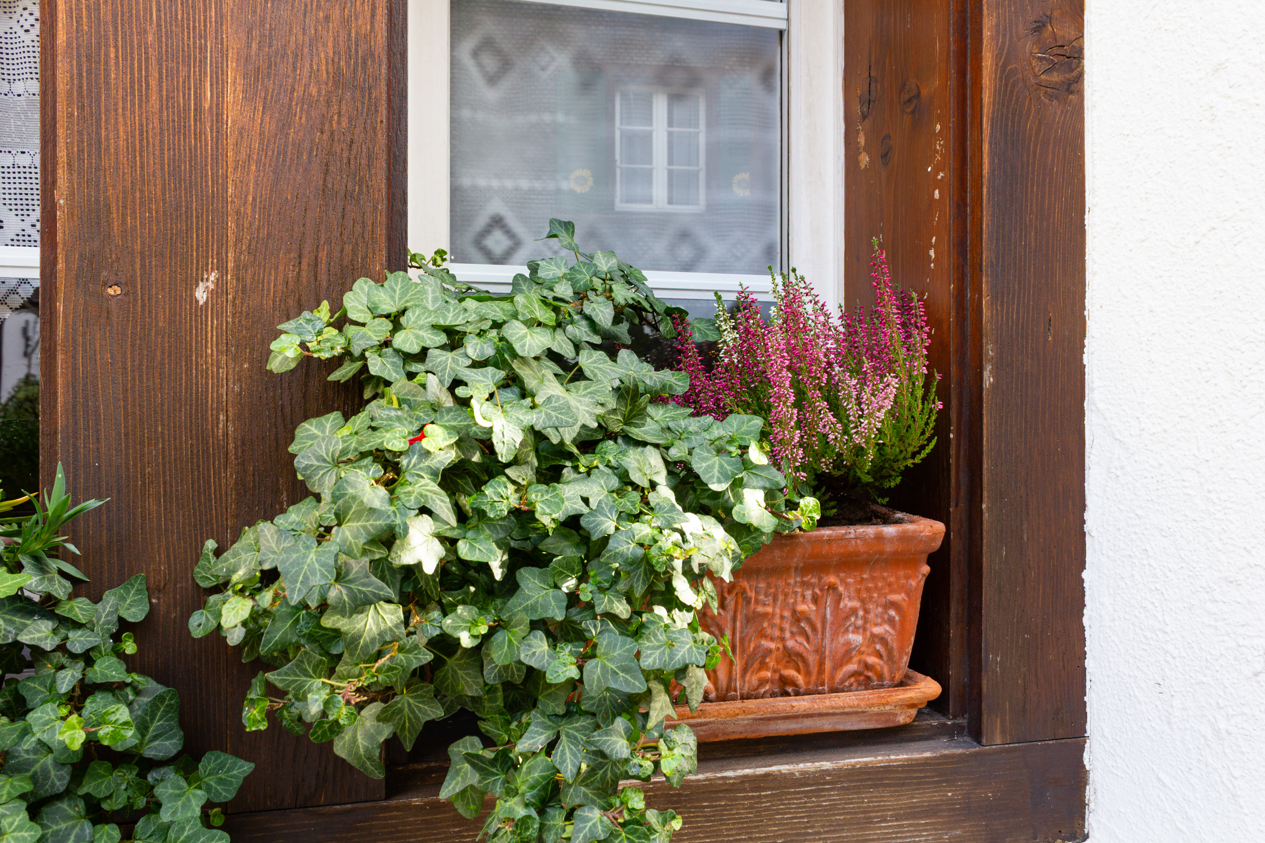 Fenster mit Blumenkasten