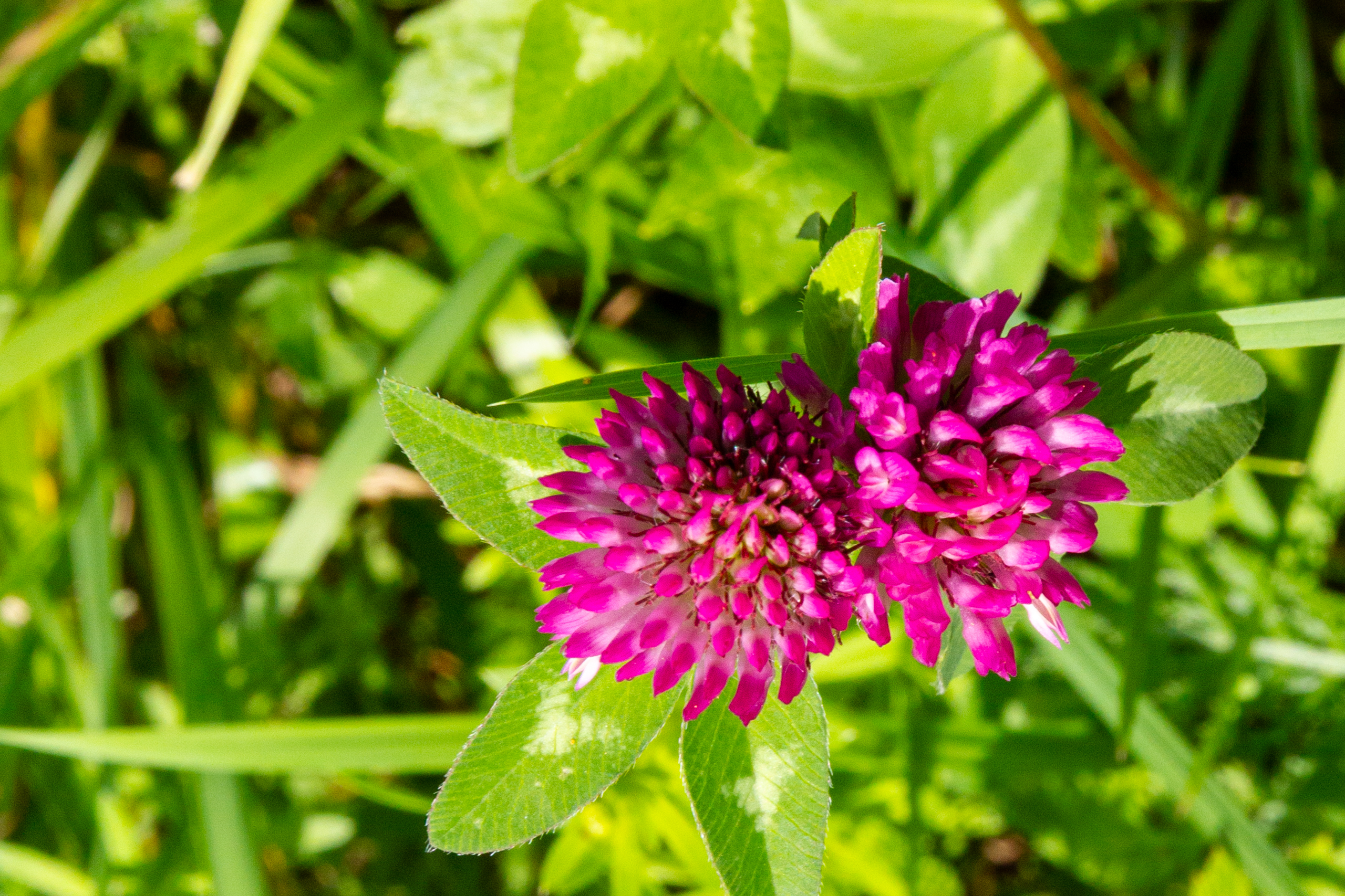 Blume im Gras
