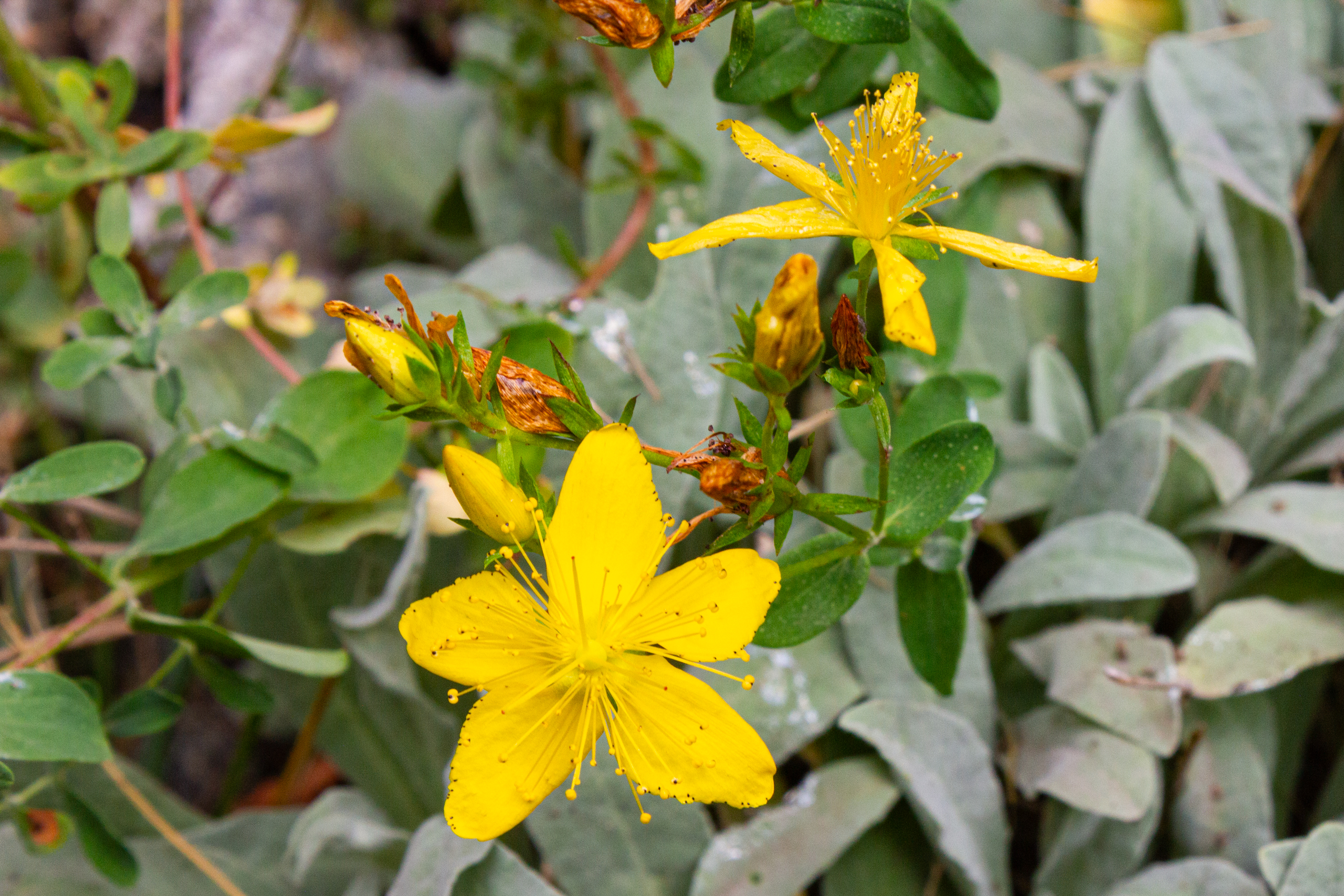 Gelbe Blüten im Nahaufnahme