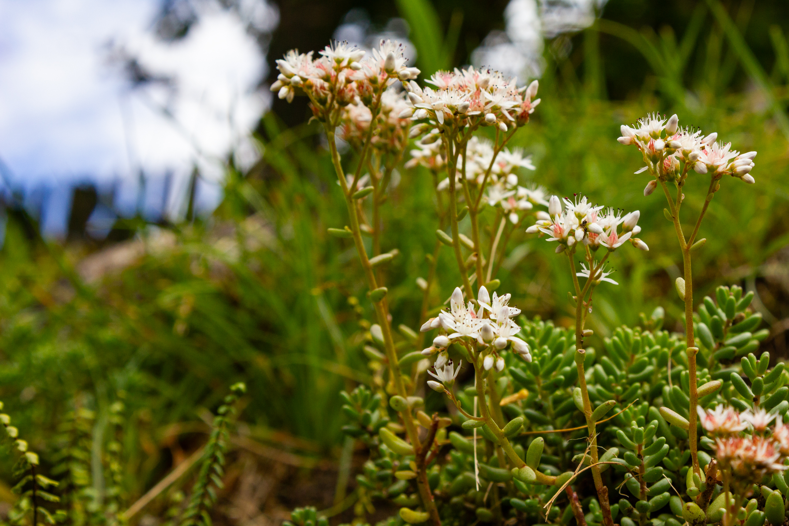 Blüten im Garten