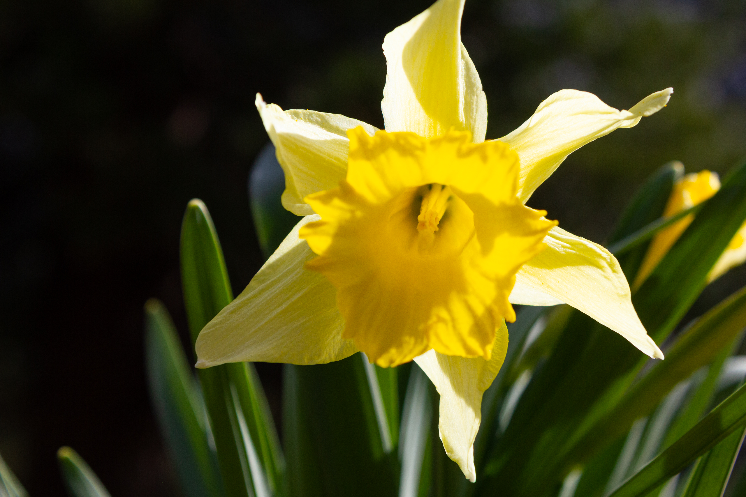 Gelbe Blüte im Nahaufnahme