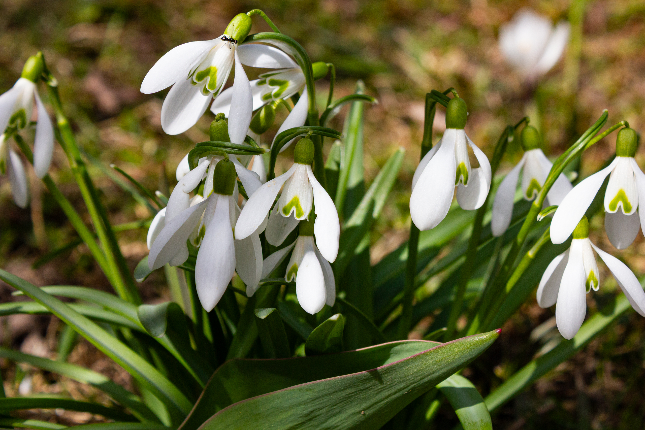 Frühlingsblüten im Nahaufnahme-Bild