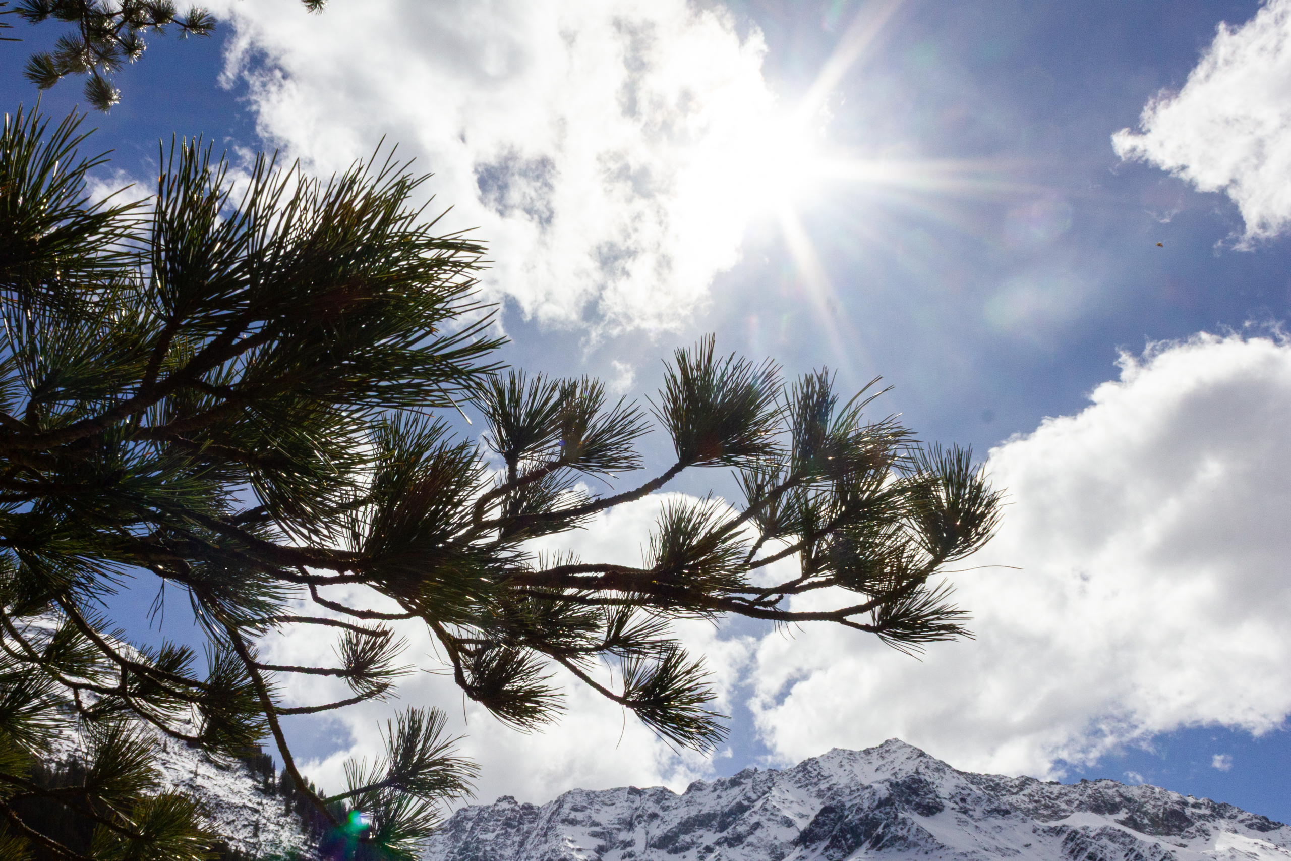 Berglandschaft mit Sonne und Kiefernzweigen