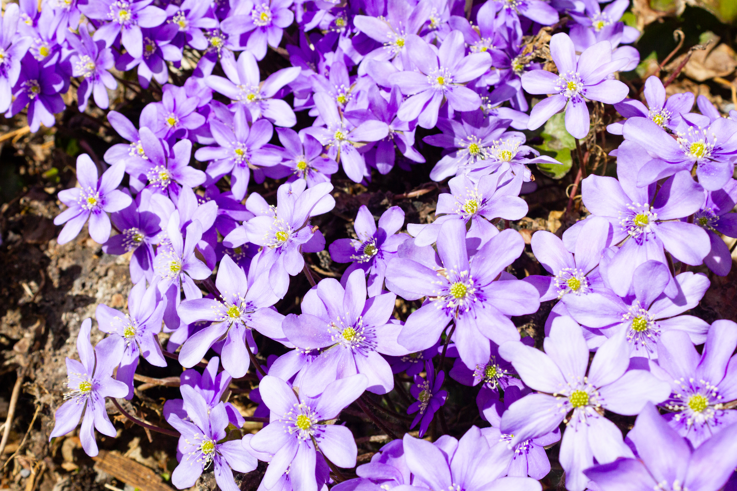 Violette Blüten im Garten