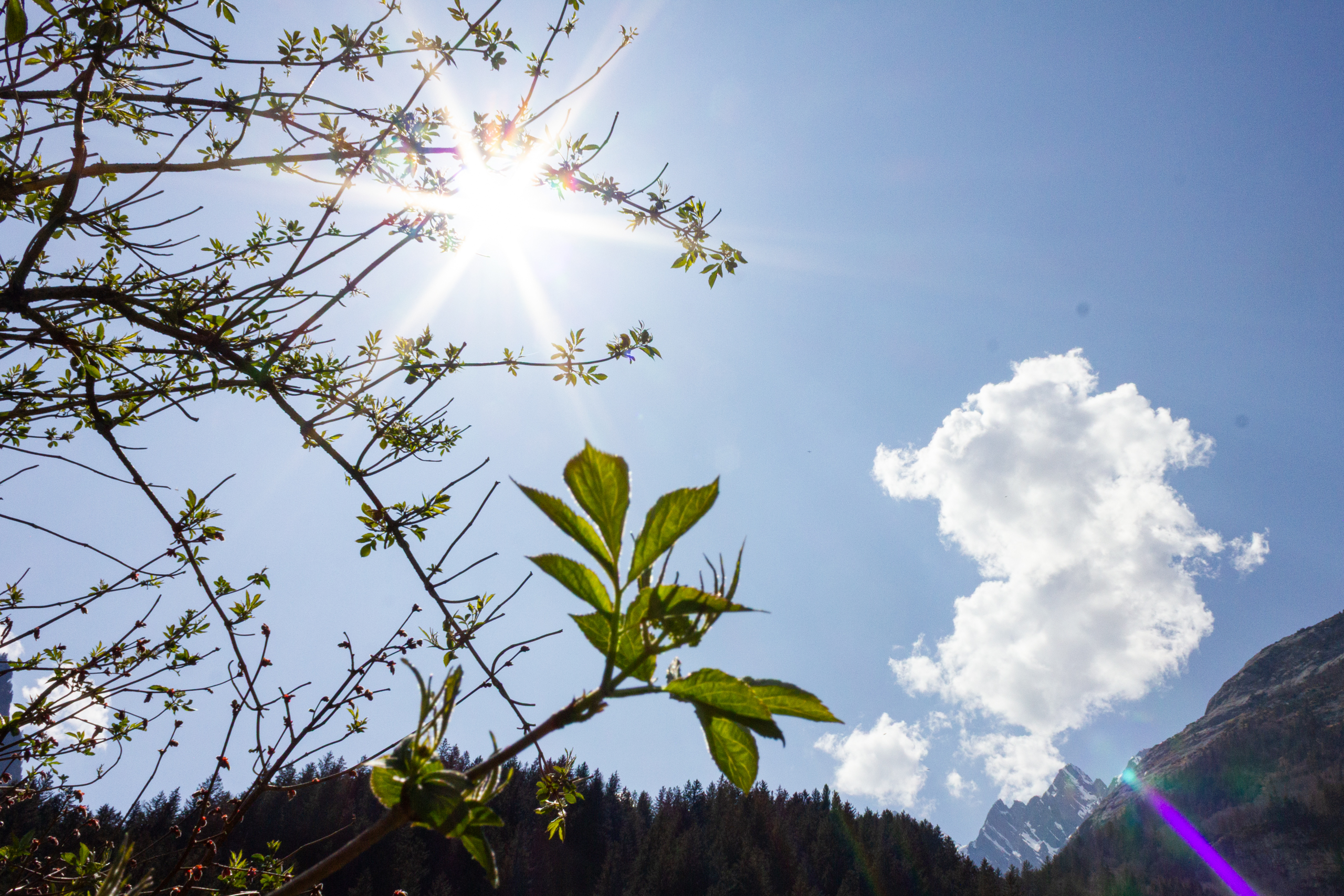 Bergblick mit Sonne und Ästen
