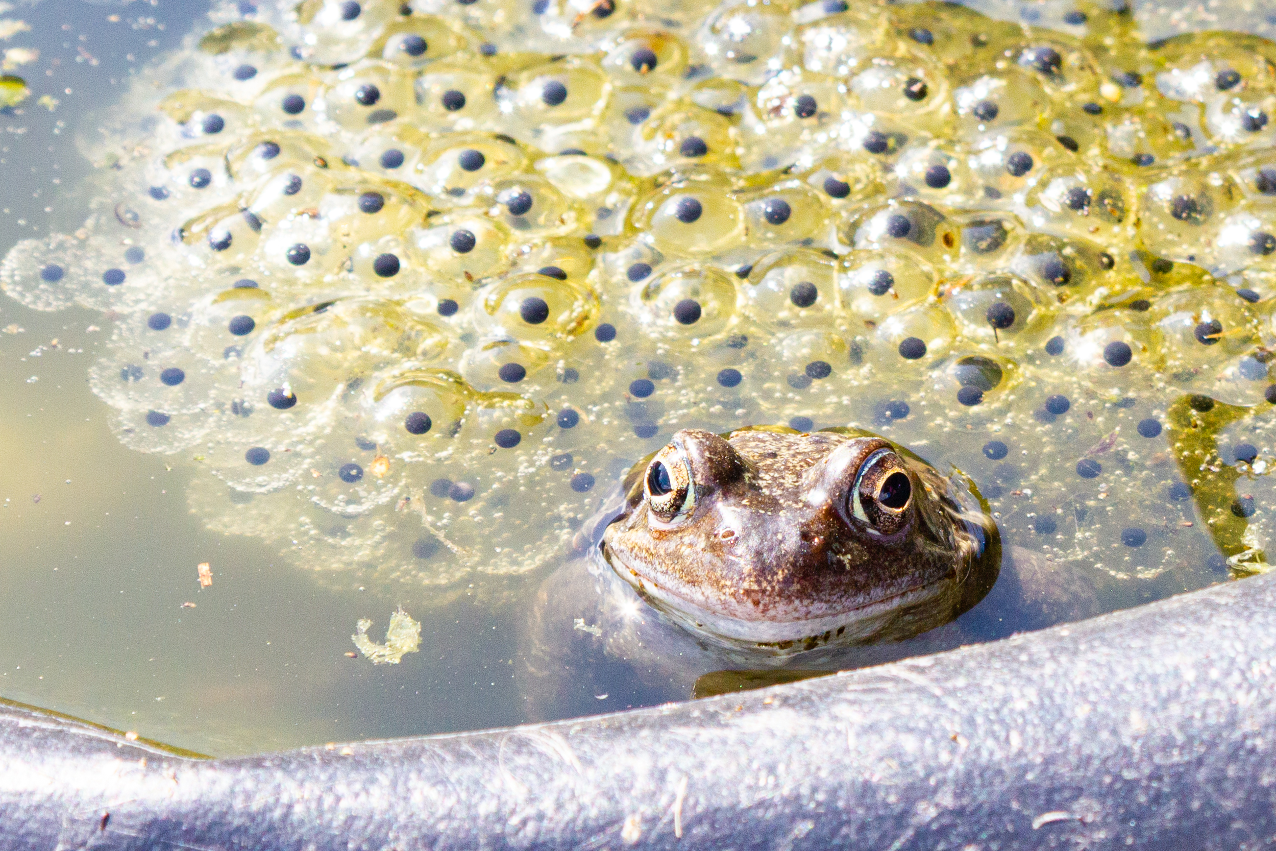 Frosch im Wasser mit Laichballen