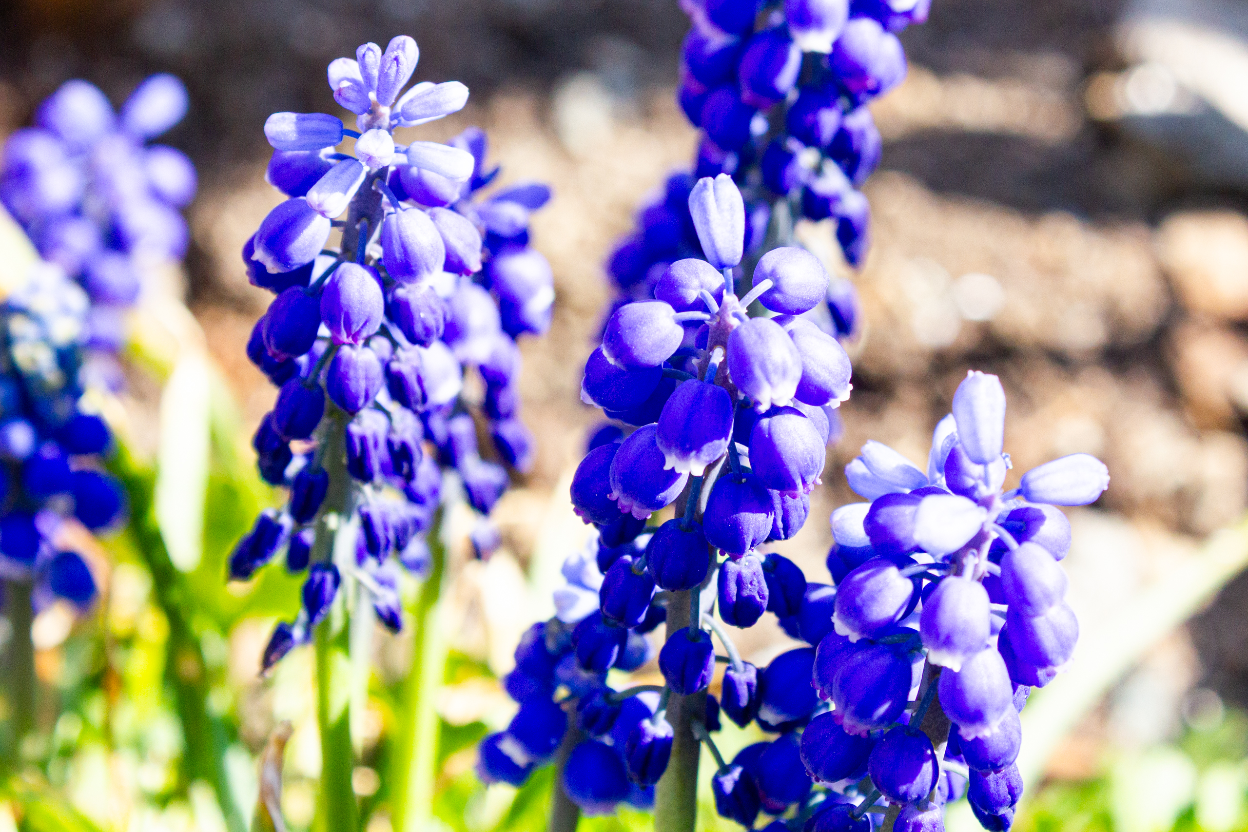 Blau-violette Blüten im Nahaufnahme-Motiv