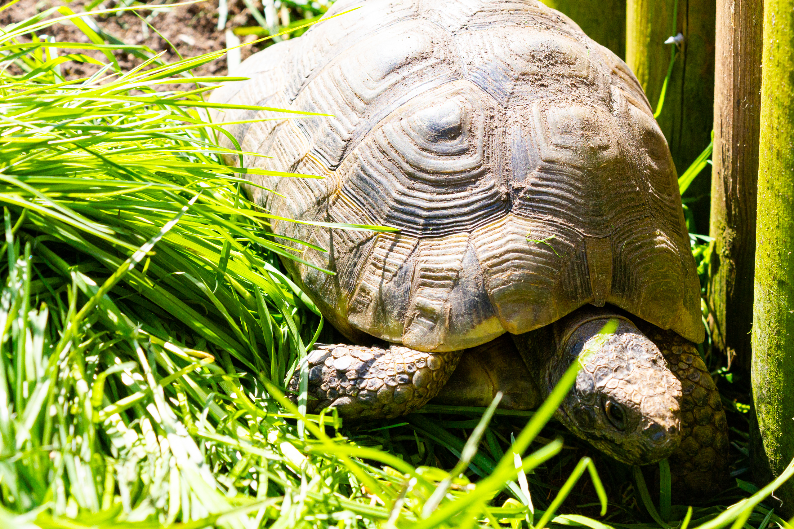 Schildkröte im Gras
