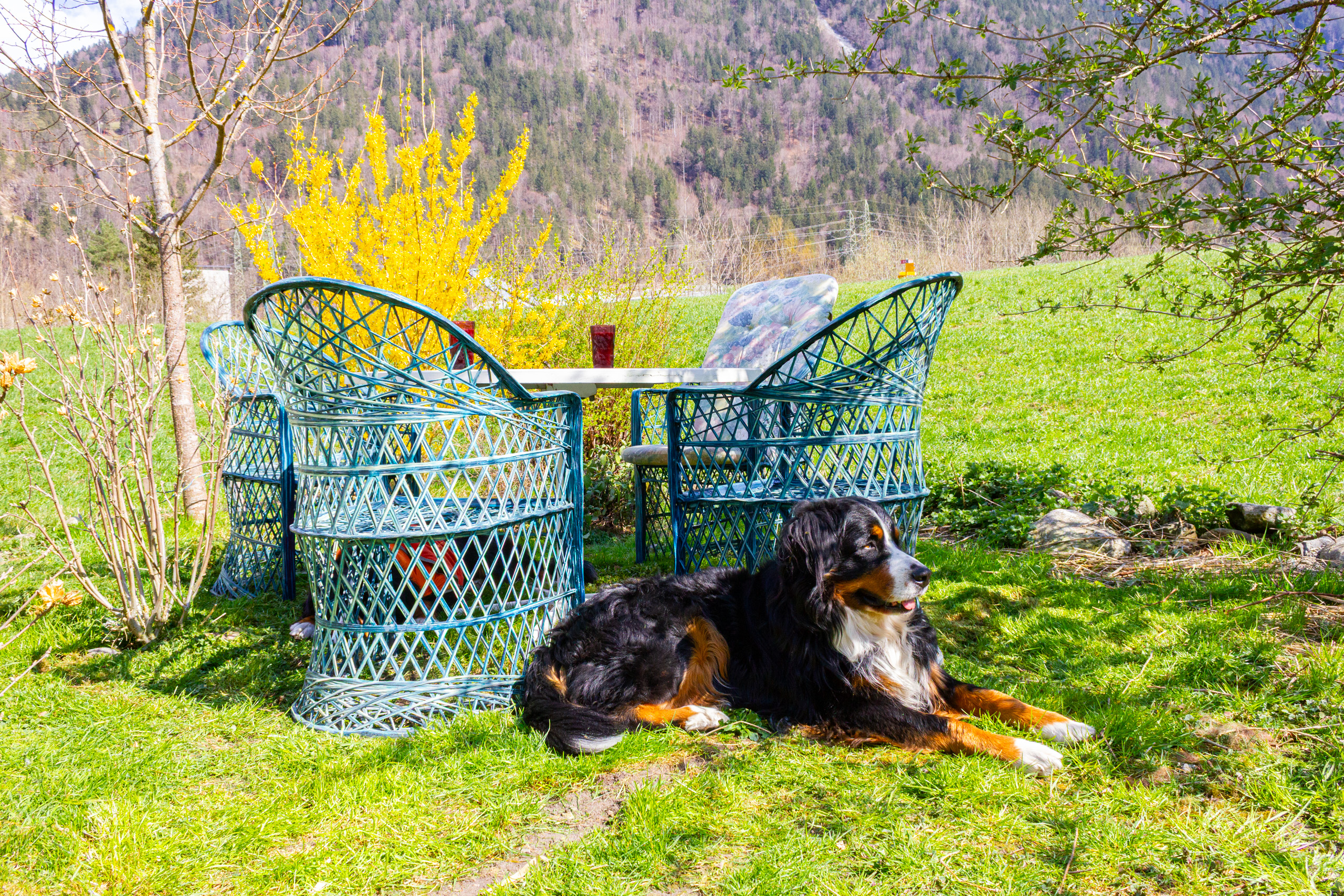 Garten mit Sitzgruppe und Hund