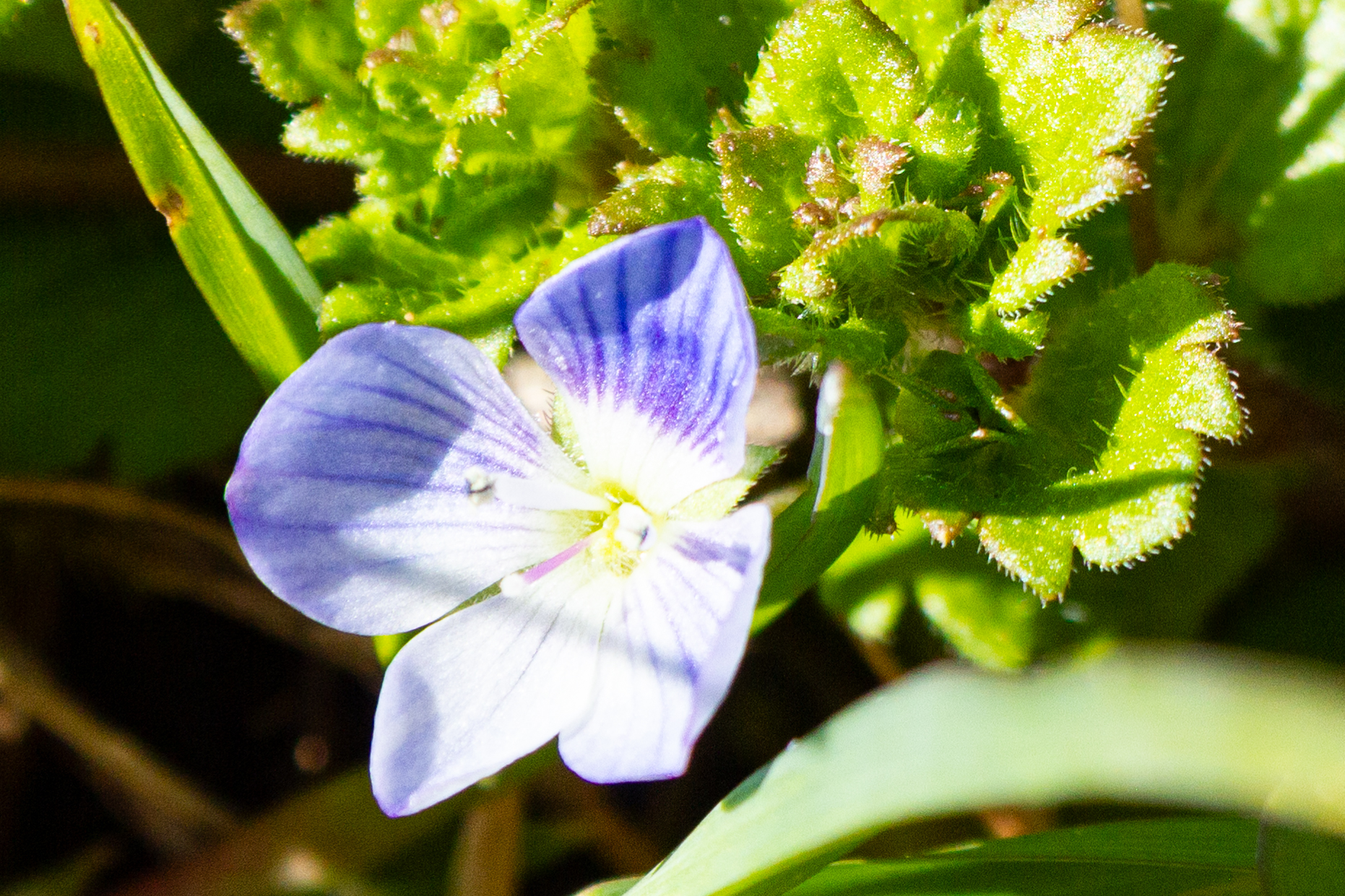 Nahaufnahme einer violett-weißen Blüte im Grünen