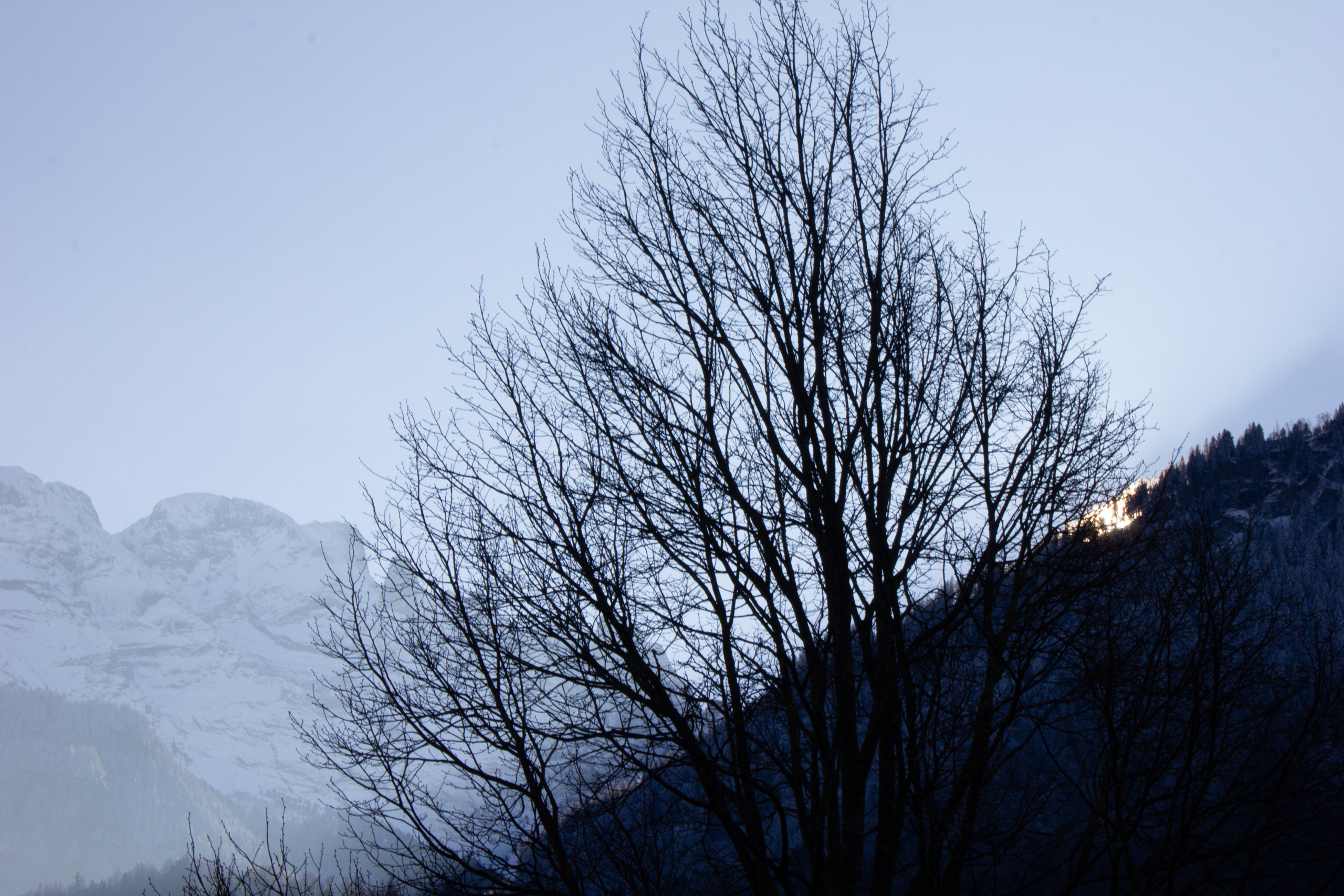 Winterliche Berglandschaft mit Baum im Vordergrund