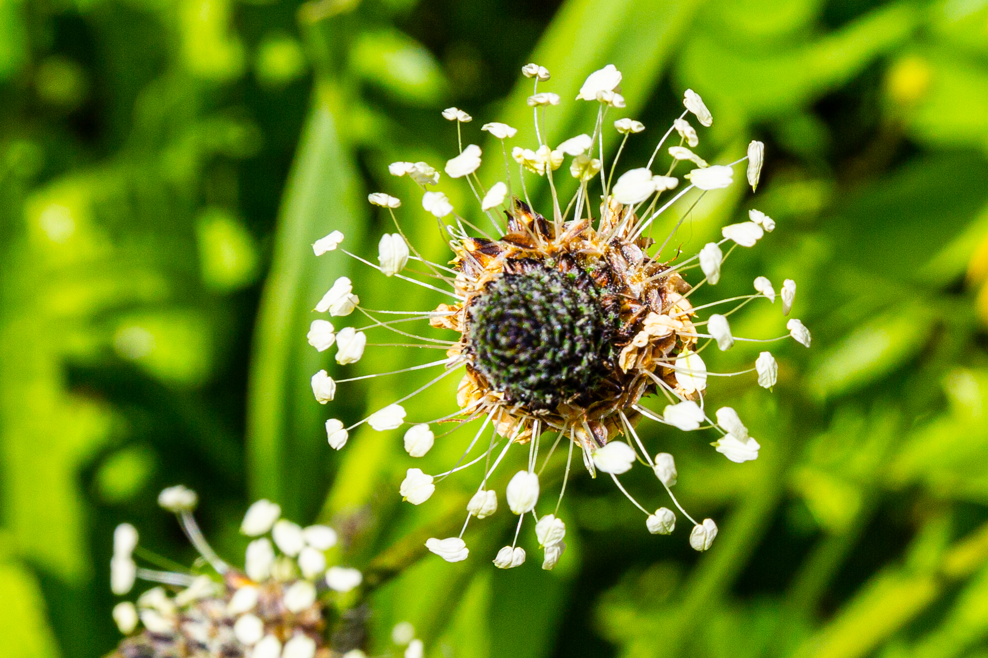 Makroaufnahme einer Blüte