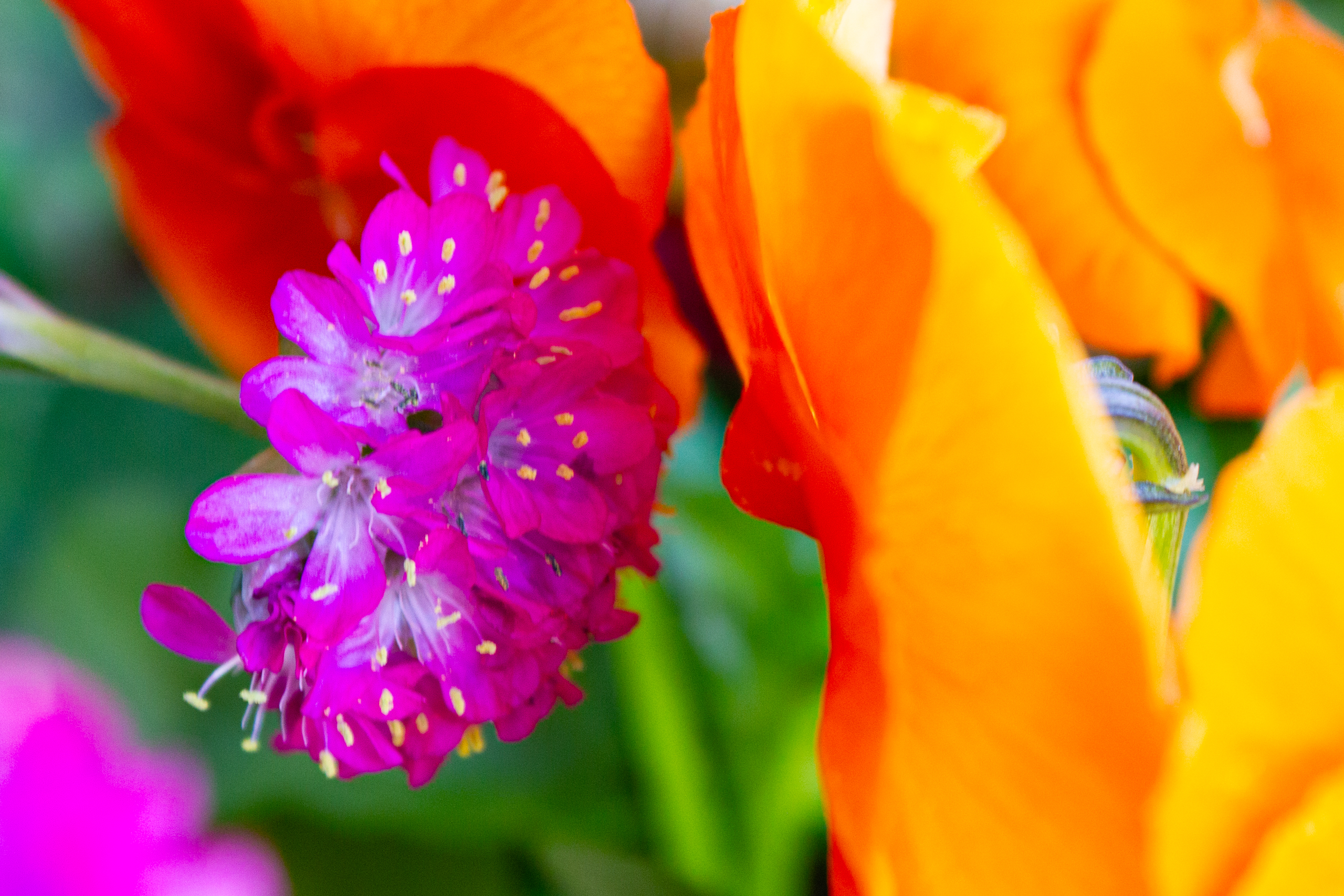 Nahaufnahme von farbigen Blumen