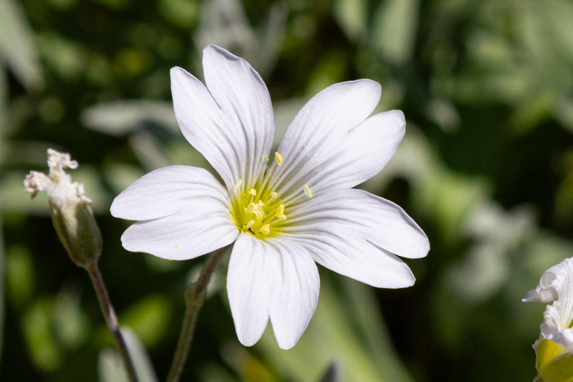 Blüte einer kleinen weißen Wildblume im Makro