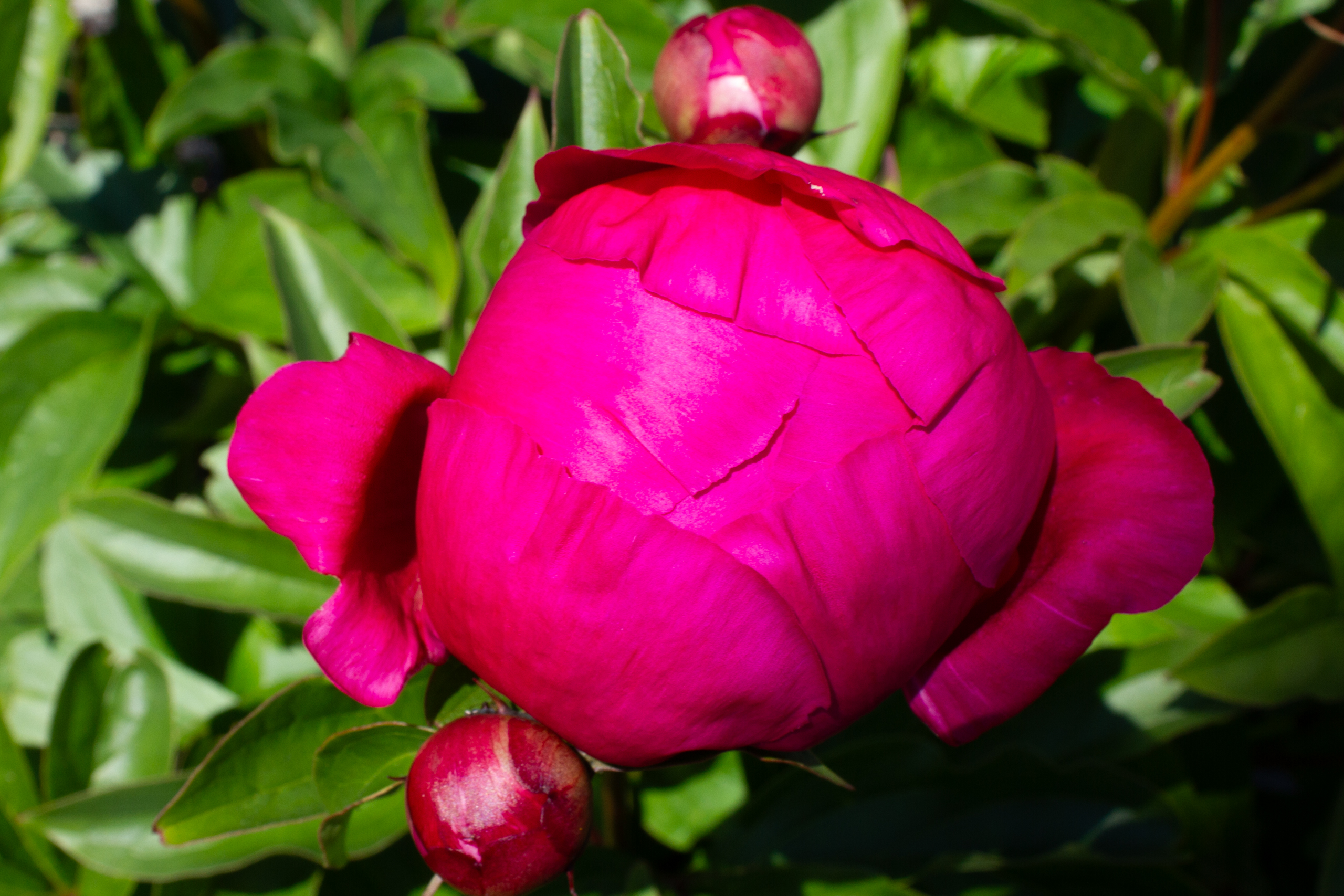 Nahaufnahme einer pinken Blüte
