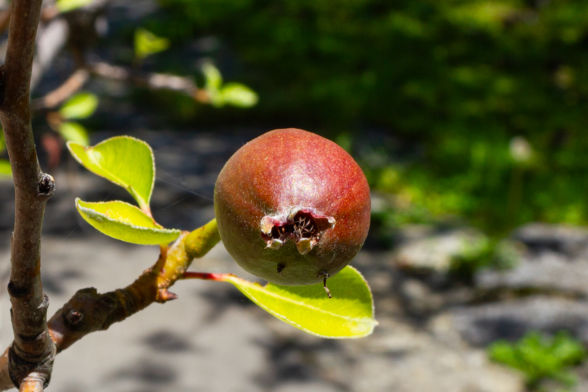 Frucht an einem Zweig