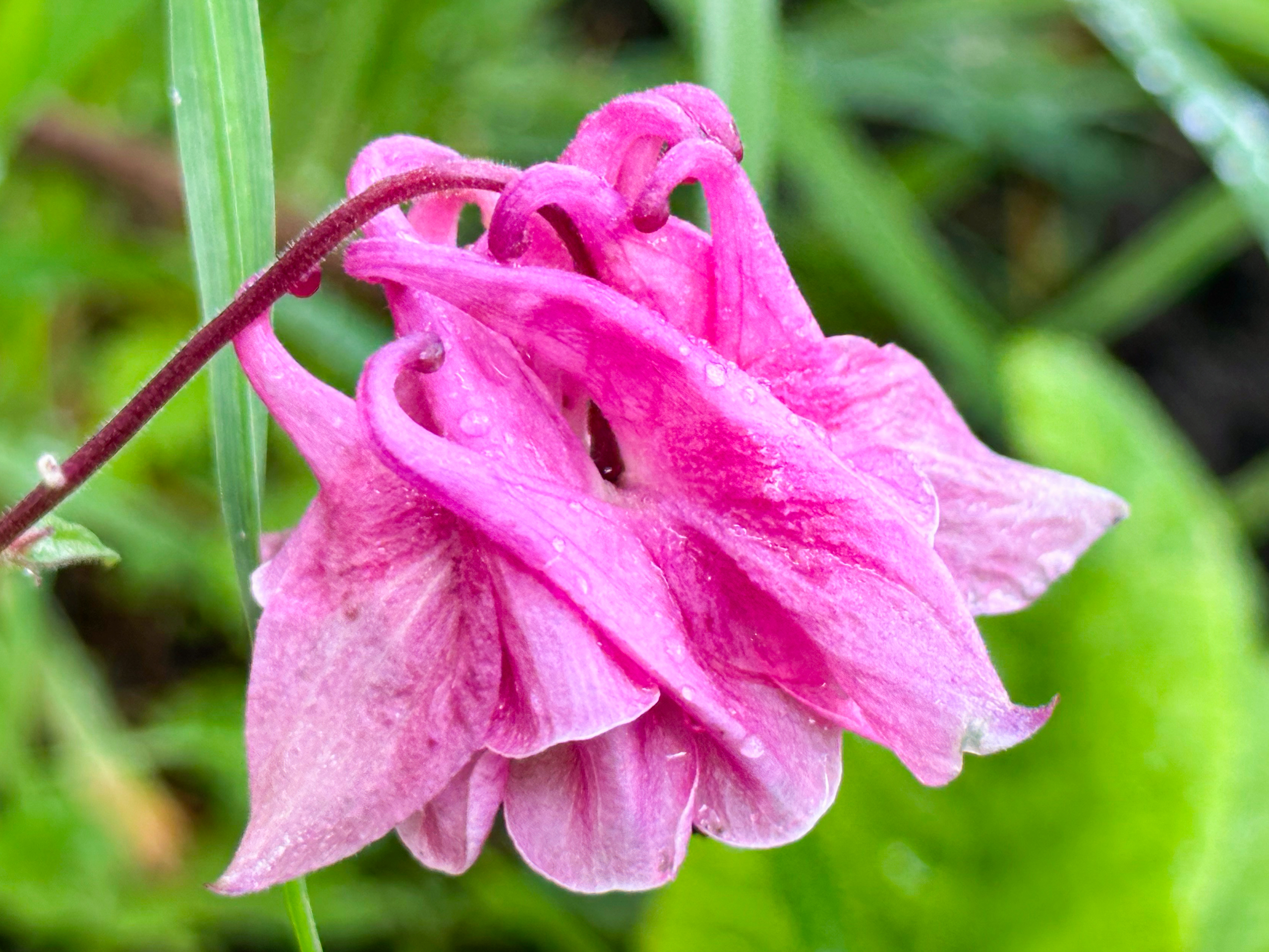 Pinke Blüte im Makro