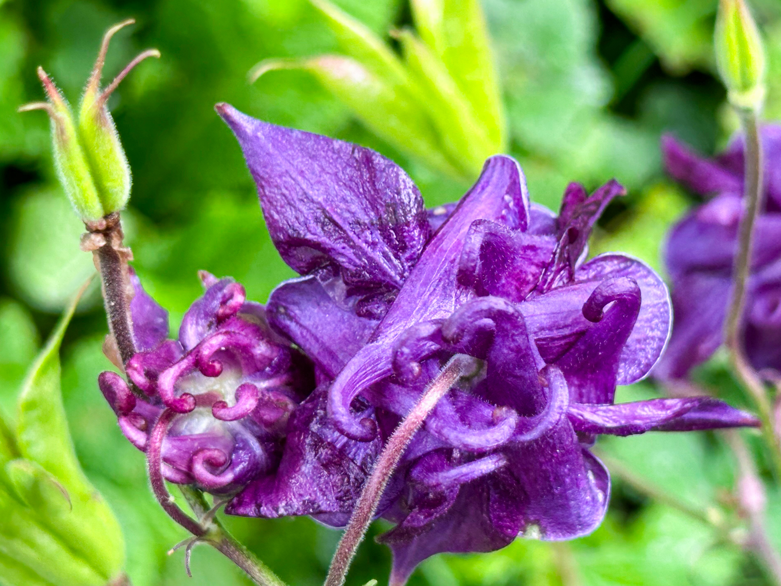 Nahaufnahme einer violetten Blüte