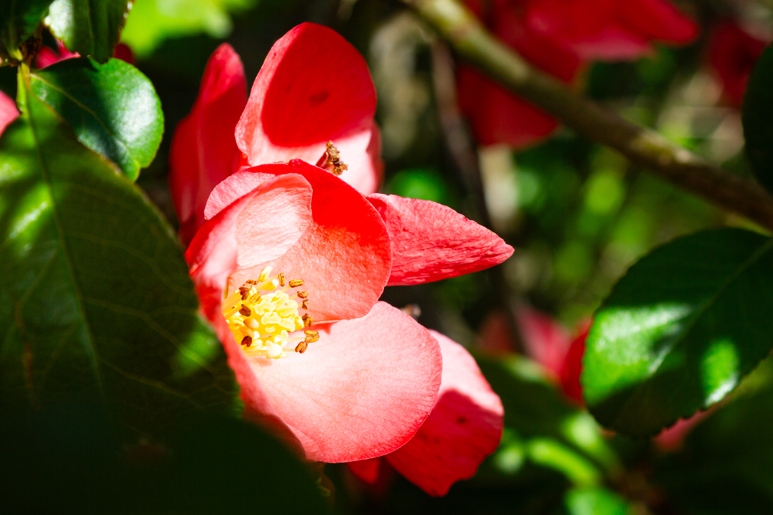 Nahaufnahme einer roten Blüte