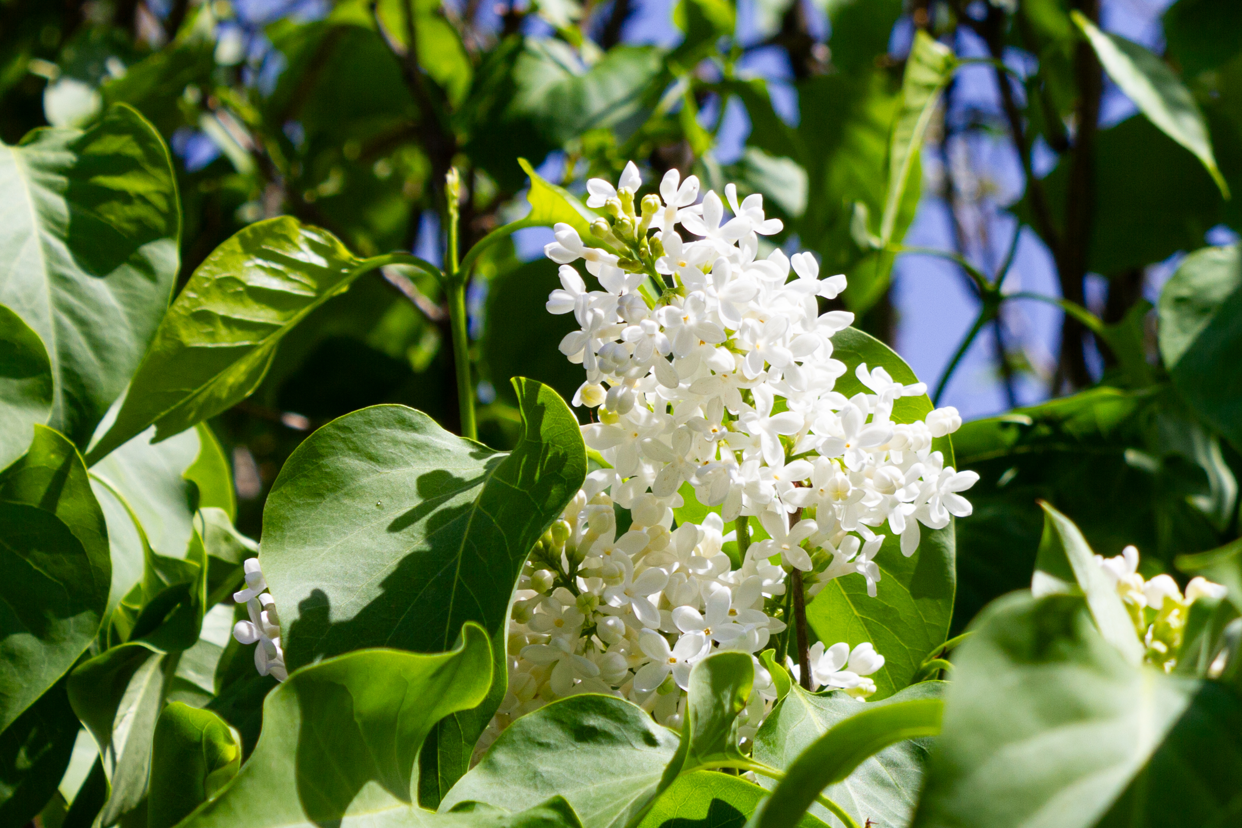 Blühender Strauch mit weißen Blüten