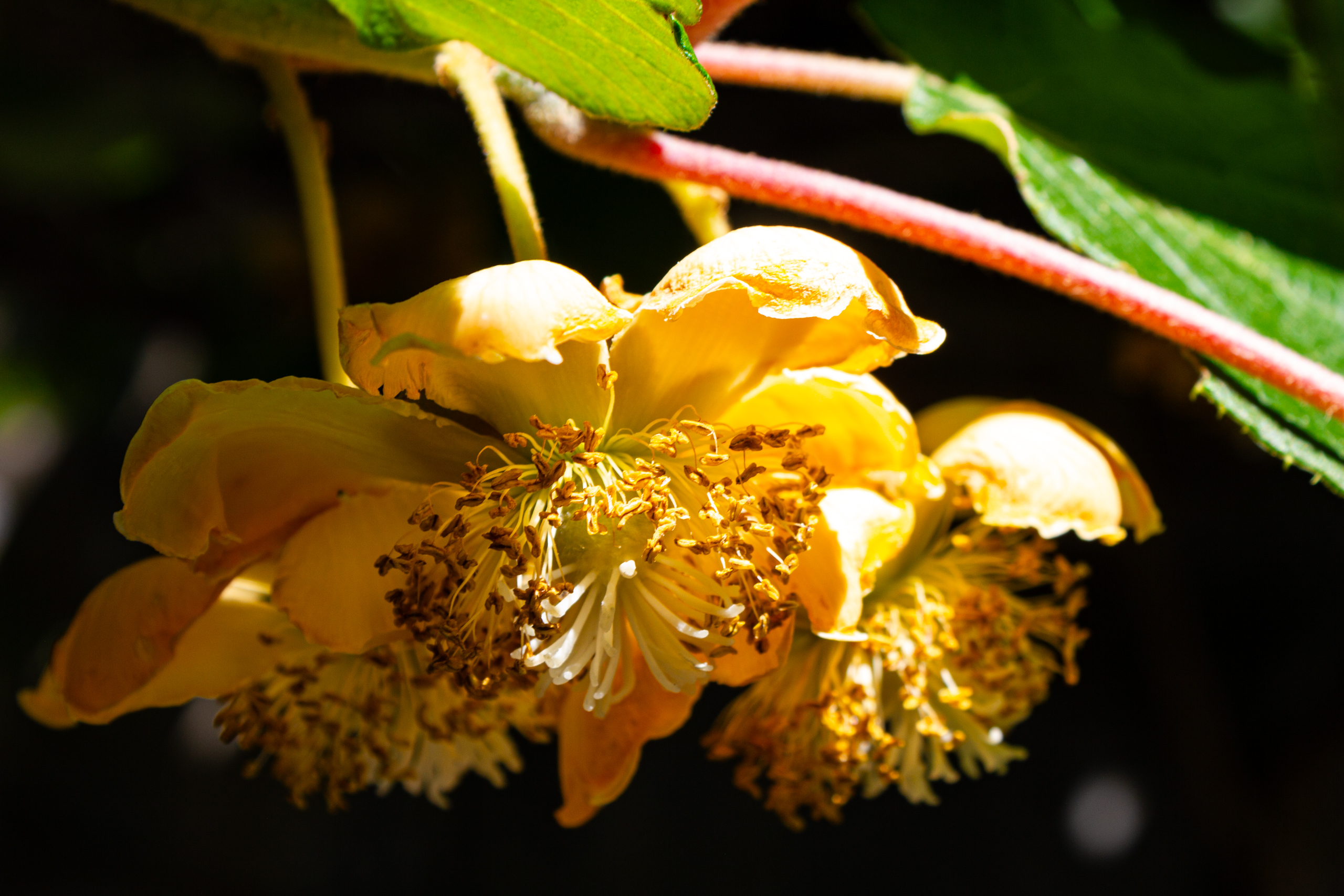 Blüte im Nahaufnahme