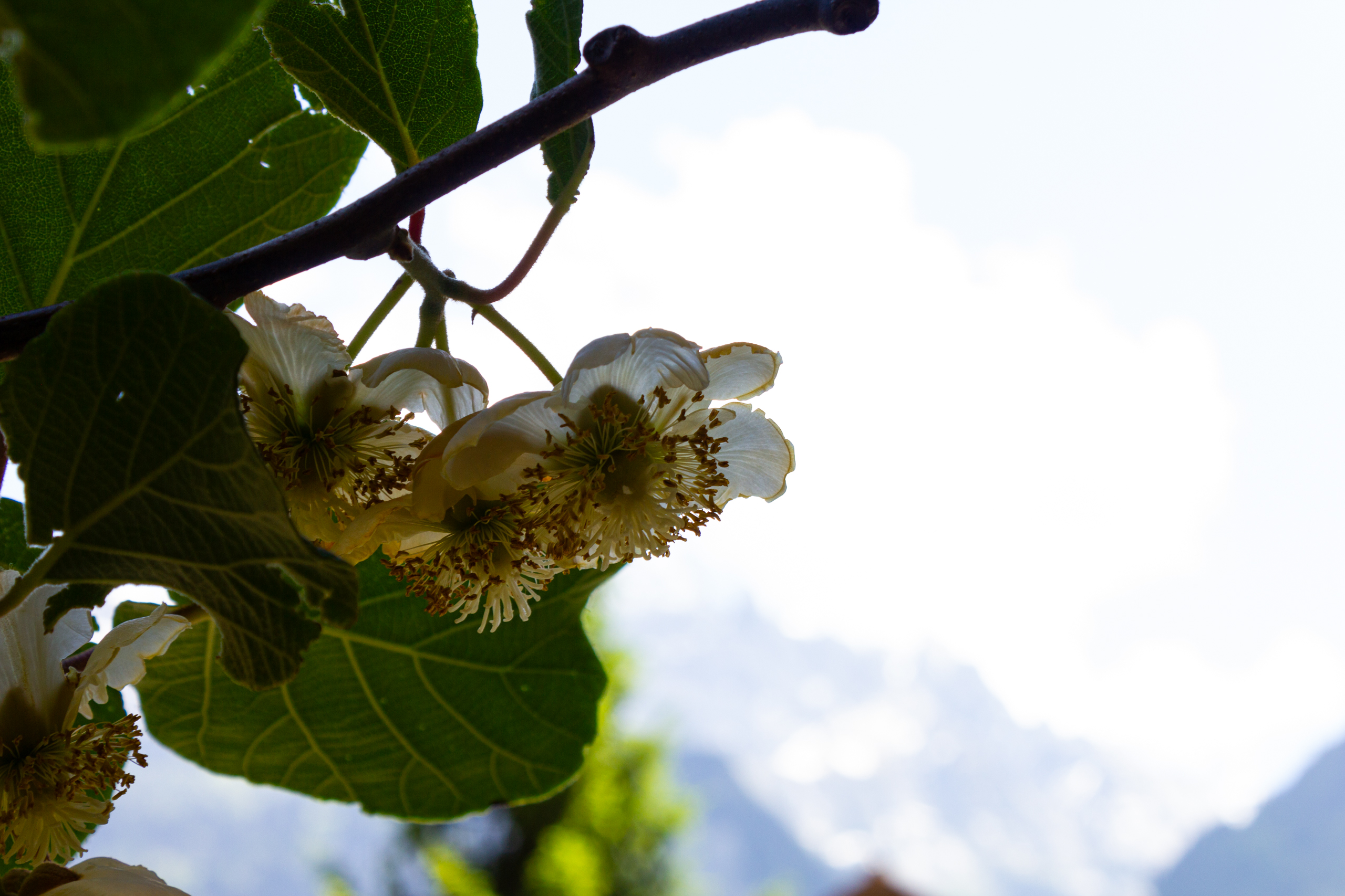 Blüten und Blätter im Gegenlicht