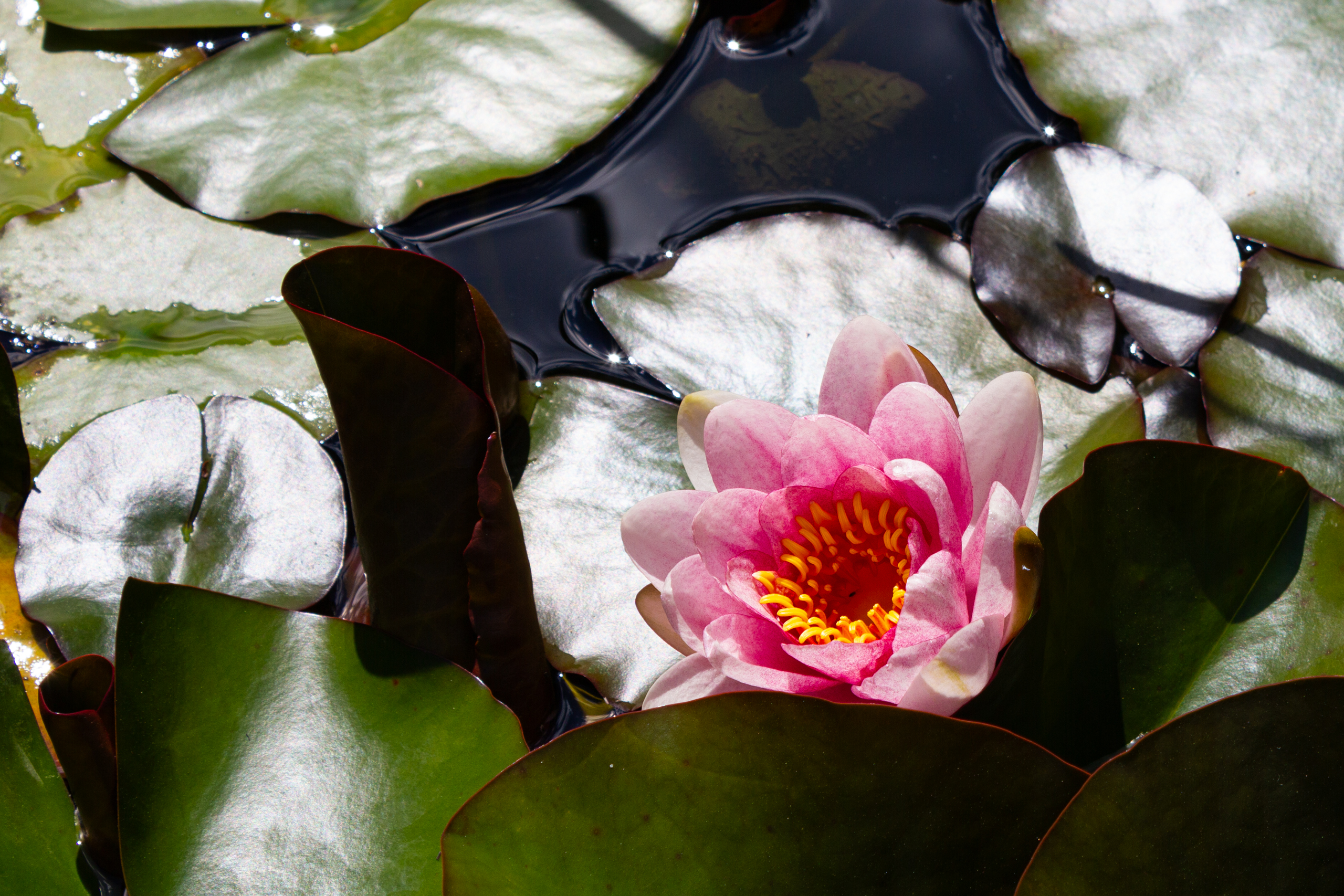 Seerosenblüte auf Wasseroberfläche
