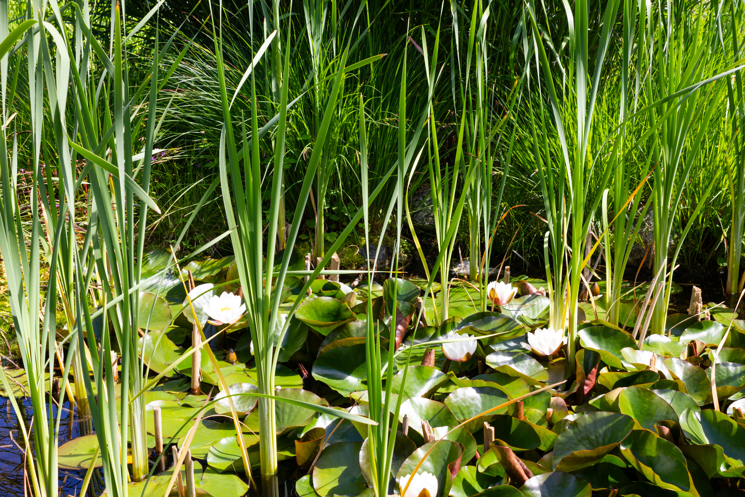 Teich mit Seerosen und Schilf