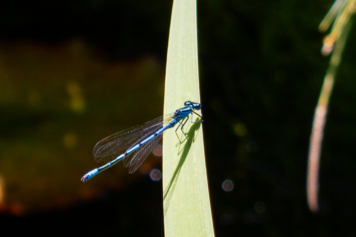 Libelle auf Blattstängel