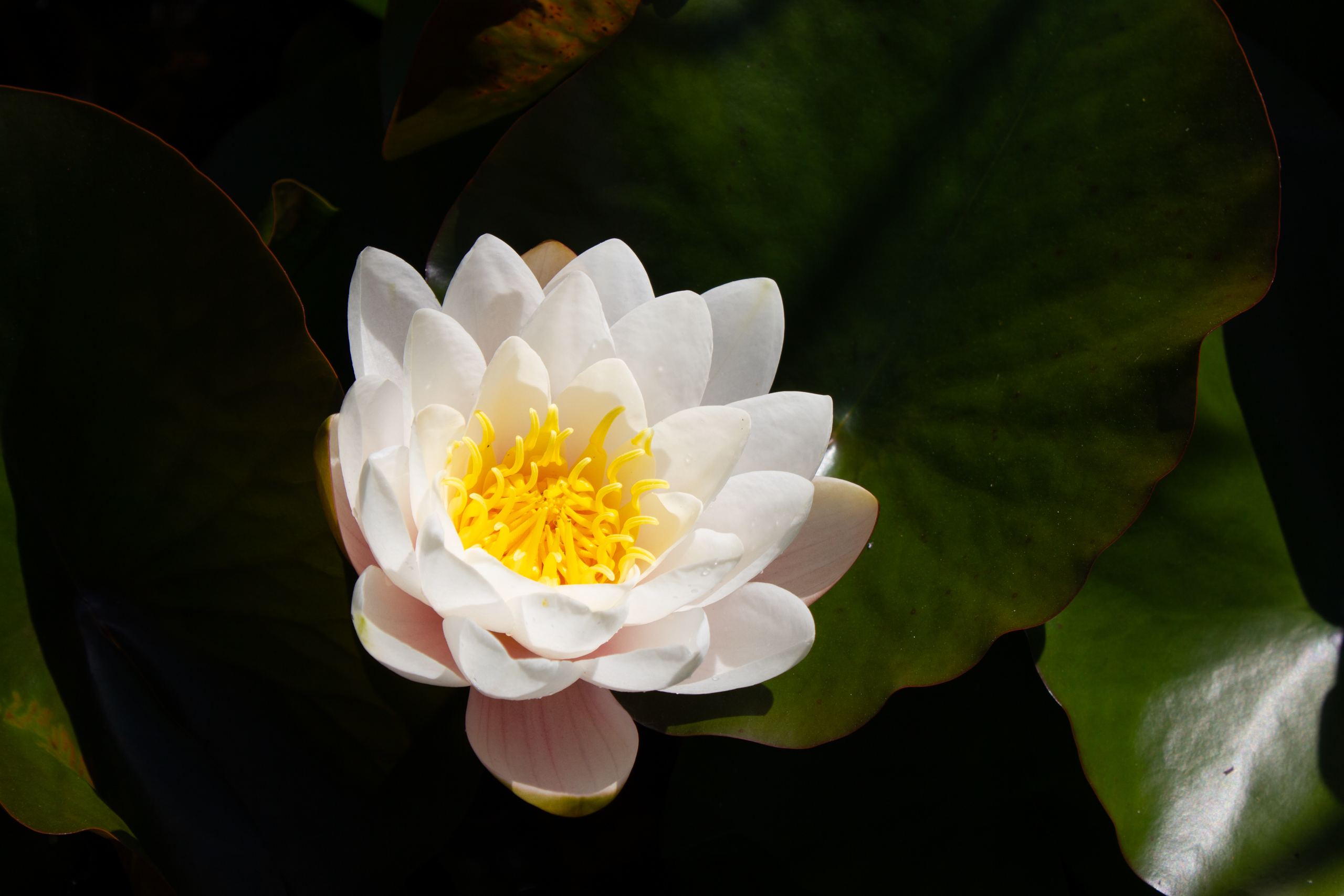 Weiße Seerose im Wasser