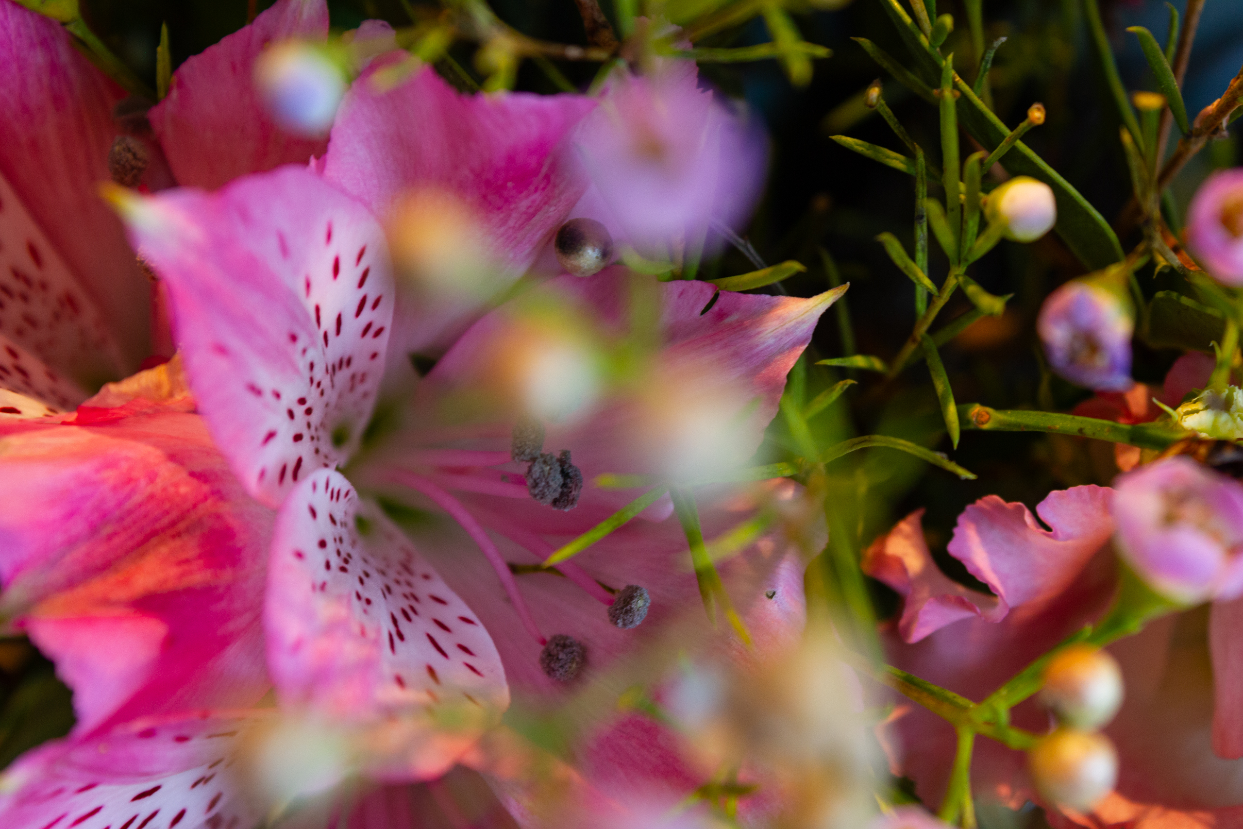 Blütennahaufnahme mit pinken Blüten und grünen Zweigen