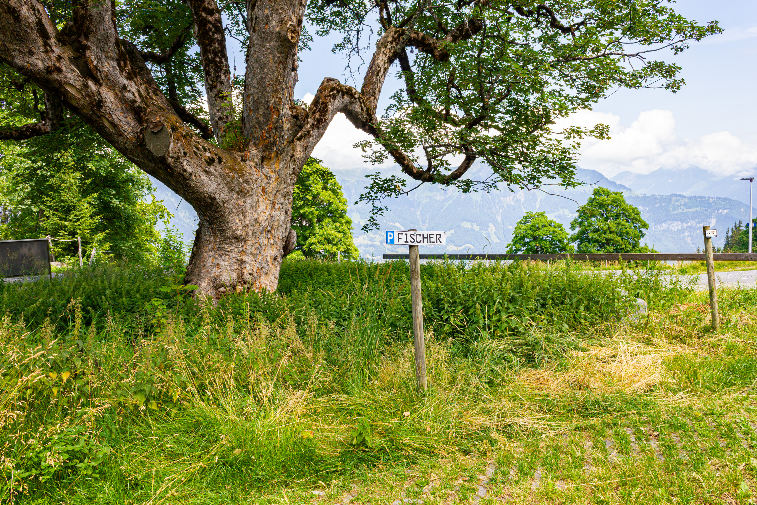 Landschaft mit Bergblick und großem Baum