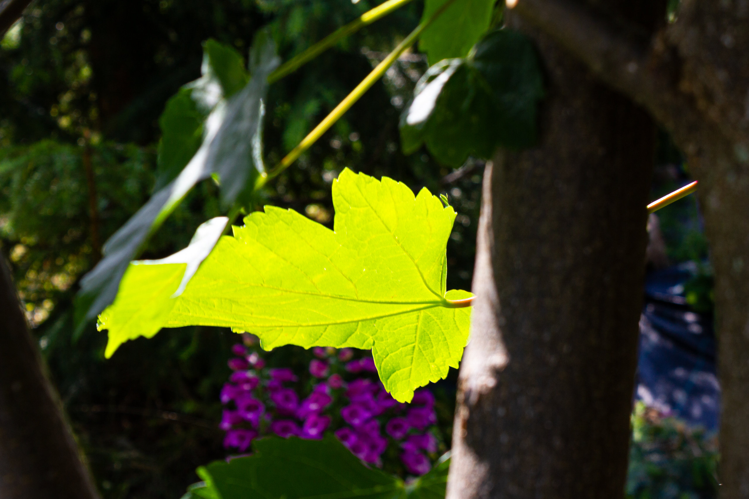 Nahaufnahme von grünen Blättern im Garten
