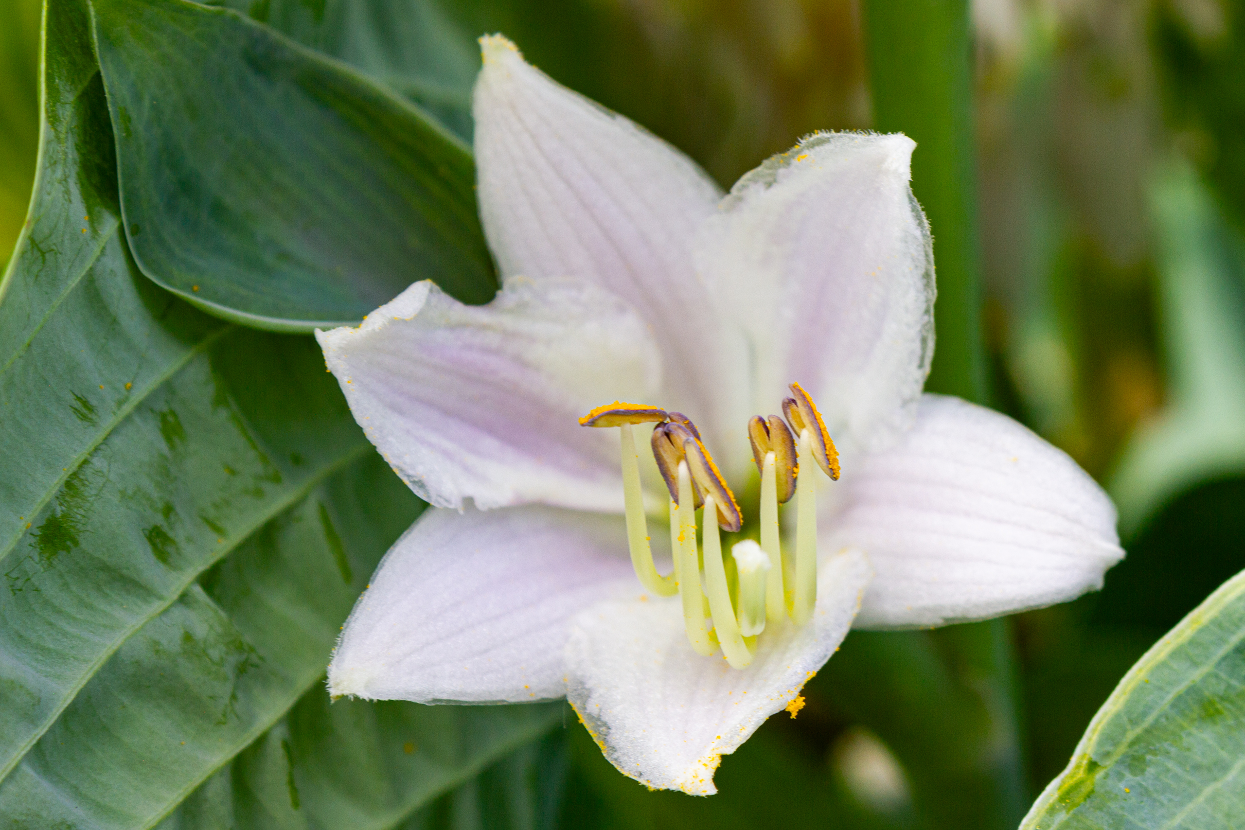 Blüte im Grünen