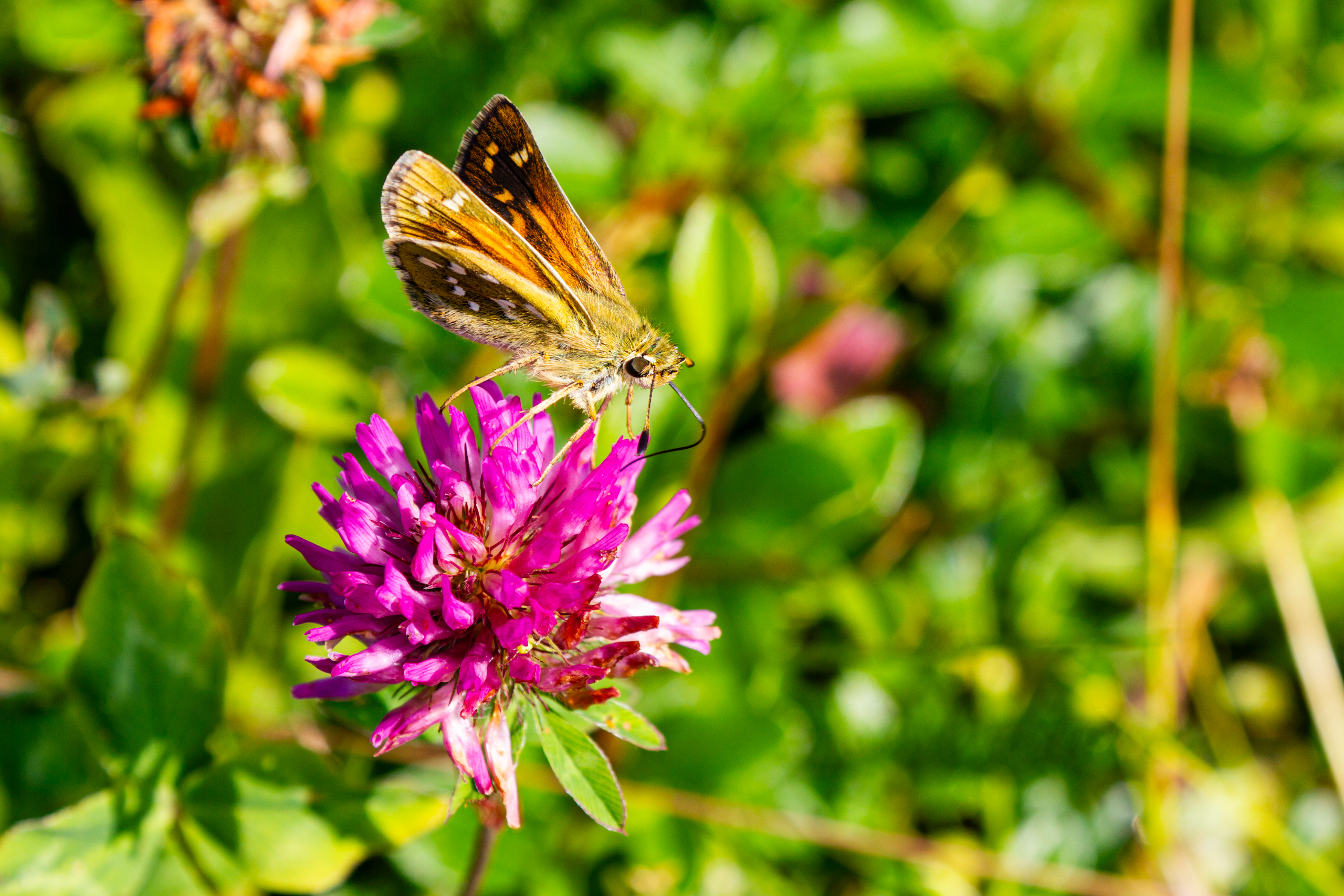 Schmetterling auf pinker Blüte