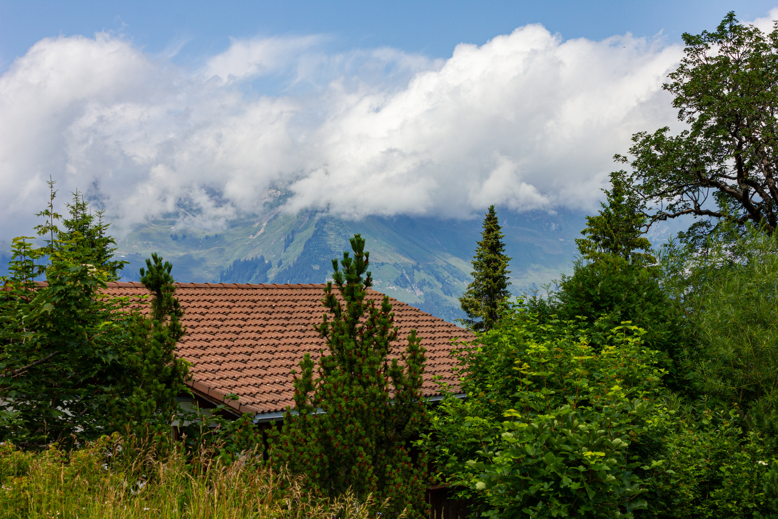 Bergblick über ein begrüntes Dach