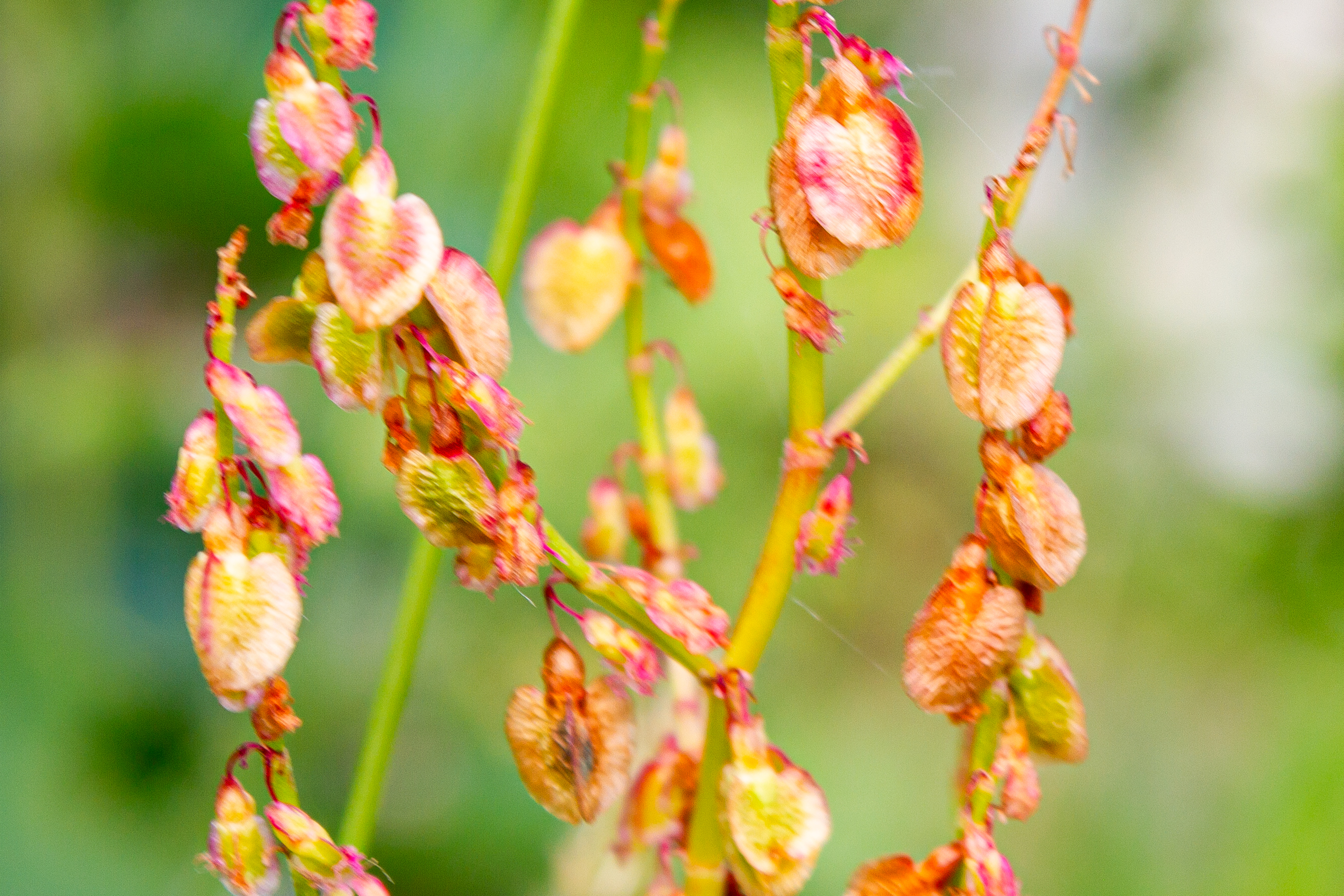 Makroaufnahme von Pflanzenblüten
