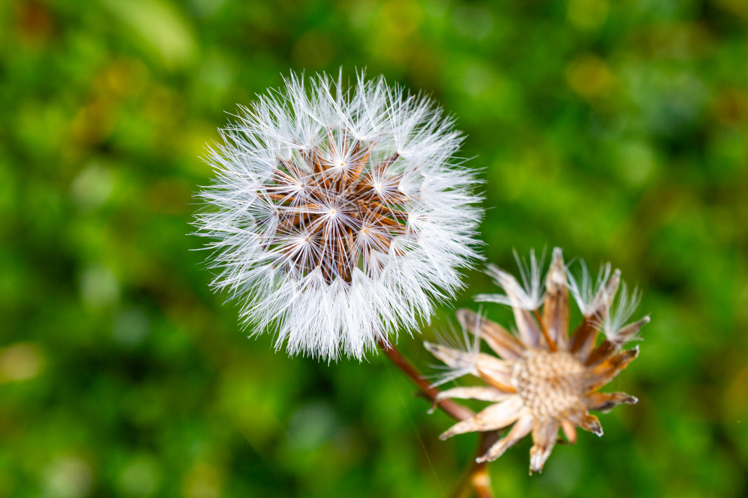 Unscharfe Nahaufnahme einer Pusteblume