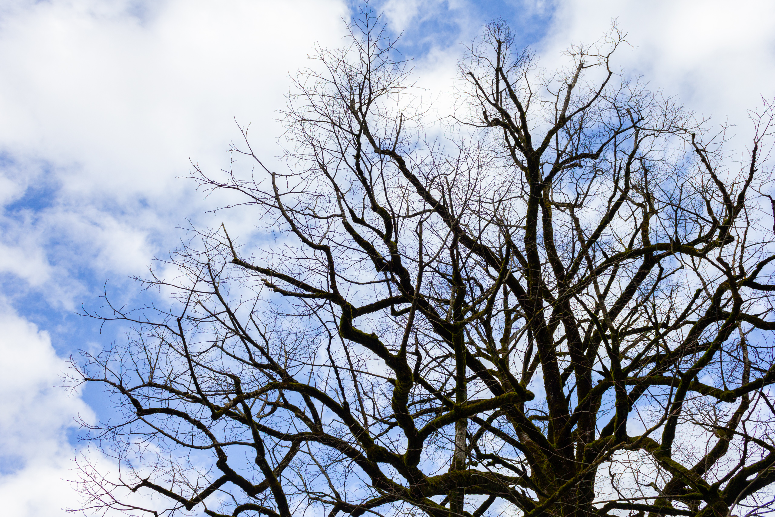 Baumkronen vor Himmel