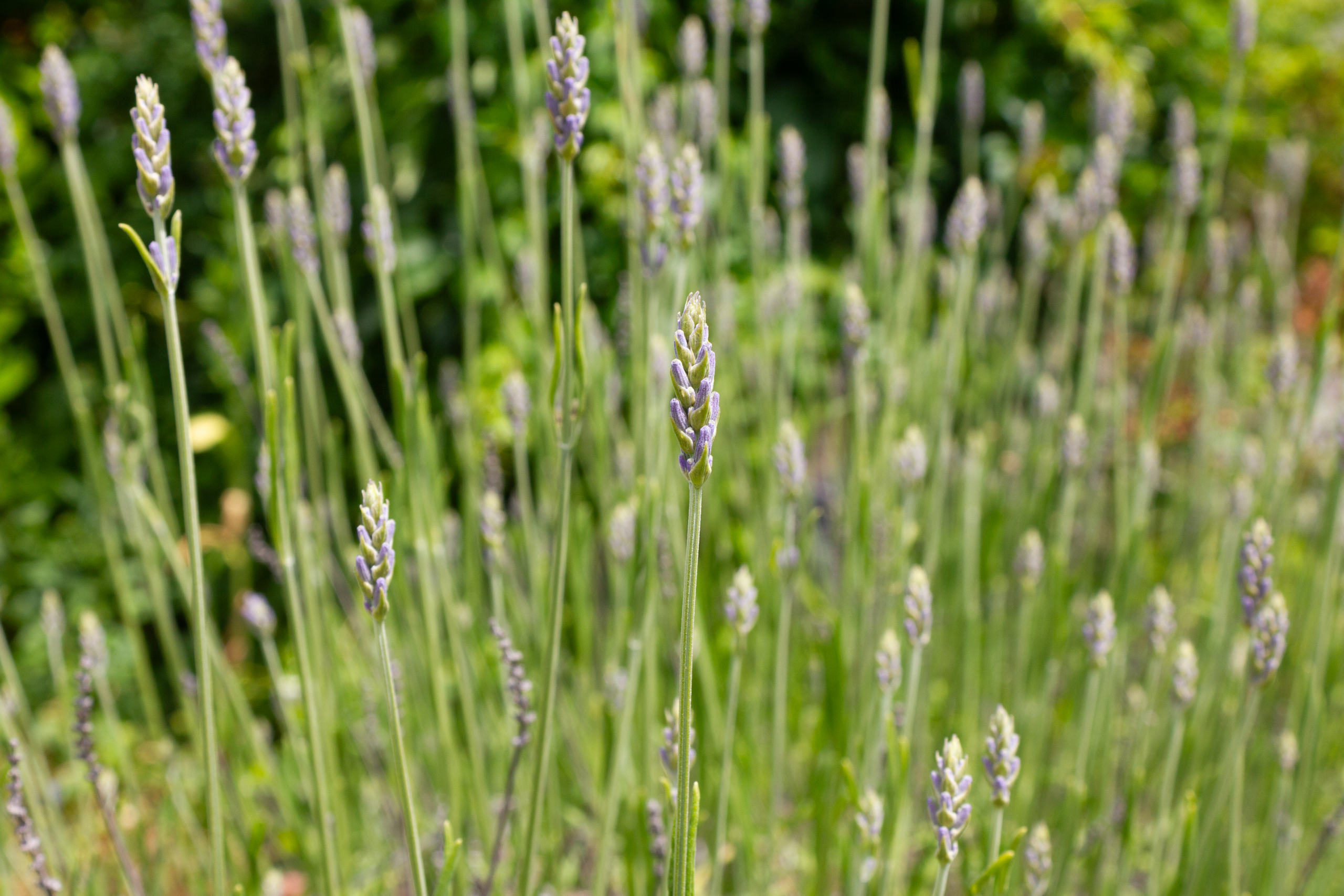 Lavendel im Garten