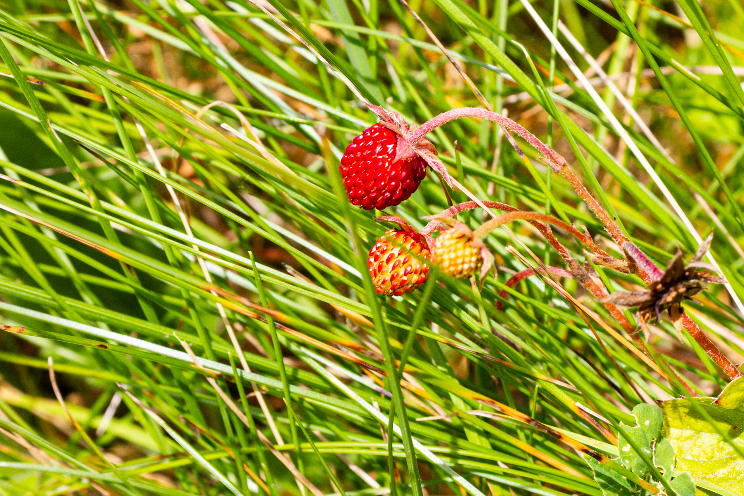 Nahaufnahme von Waldbodenpflanzen mit roten Beeren