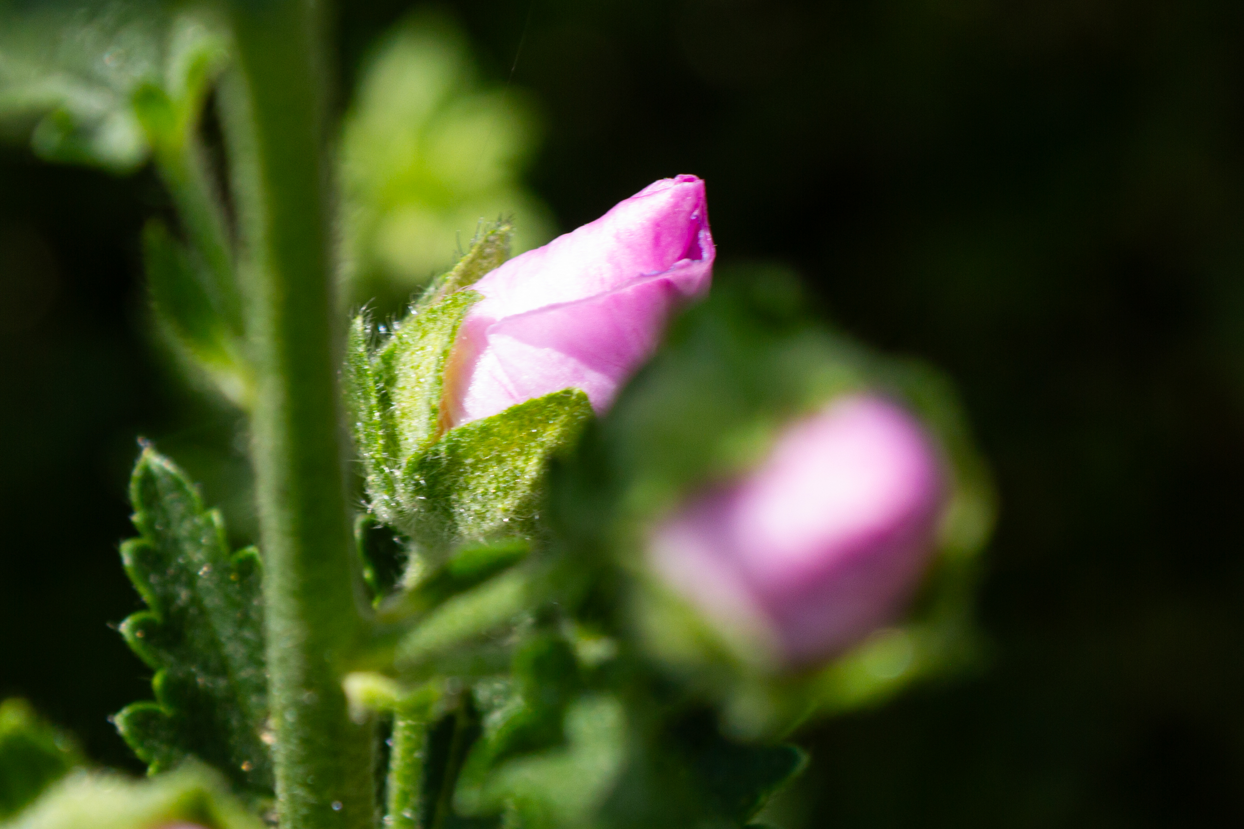 Nahaufnahme einer rosa Blütenknospe