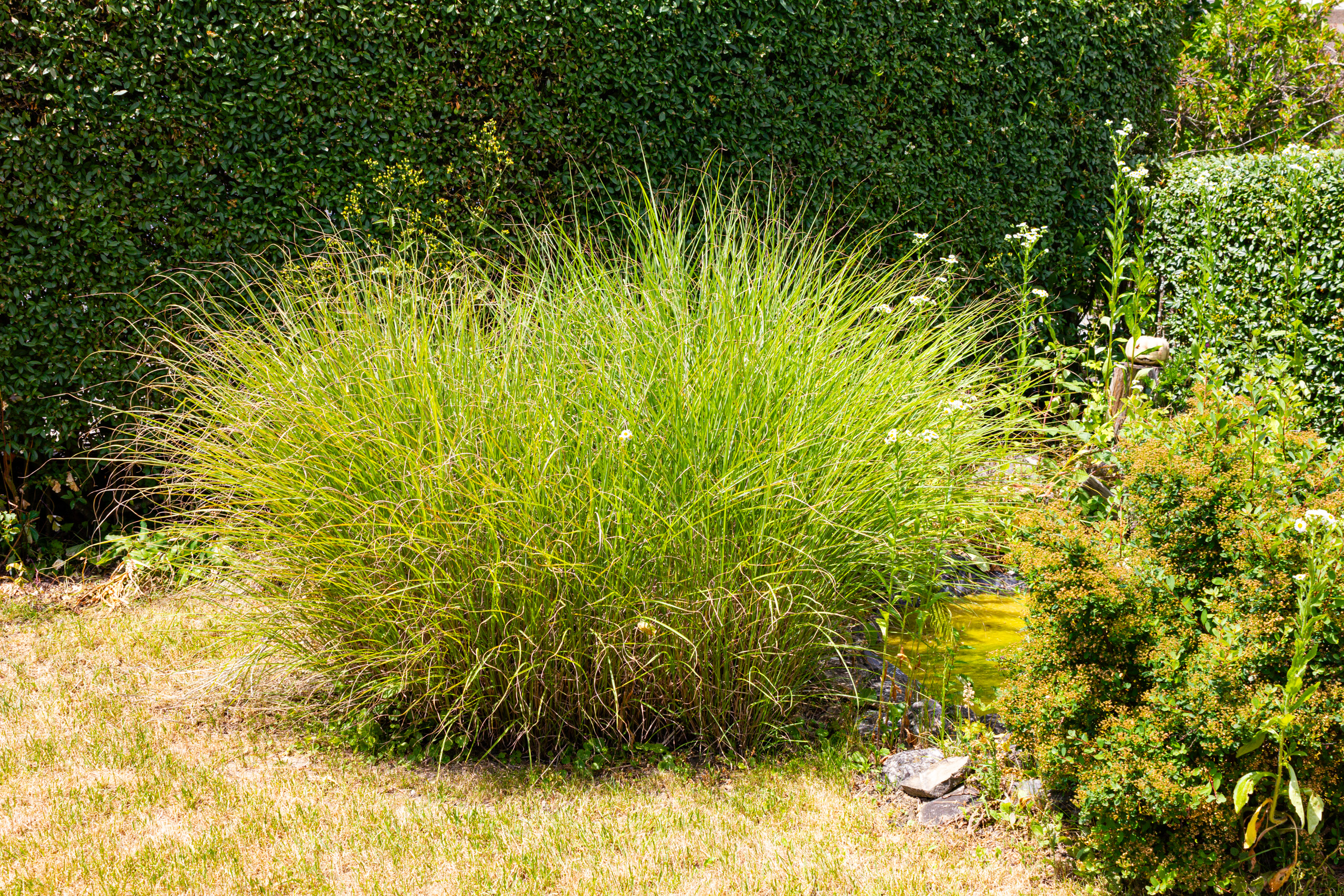 Garten mit Ziergräsern und Hecke