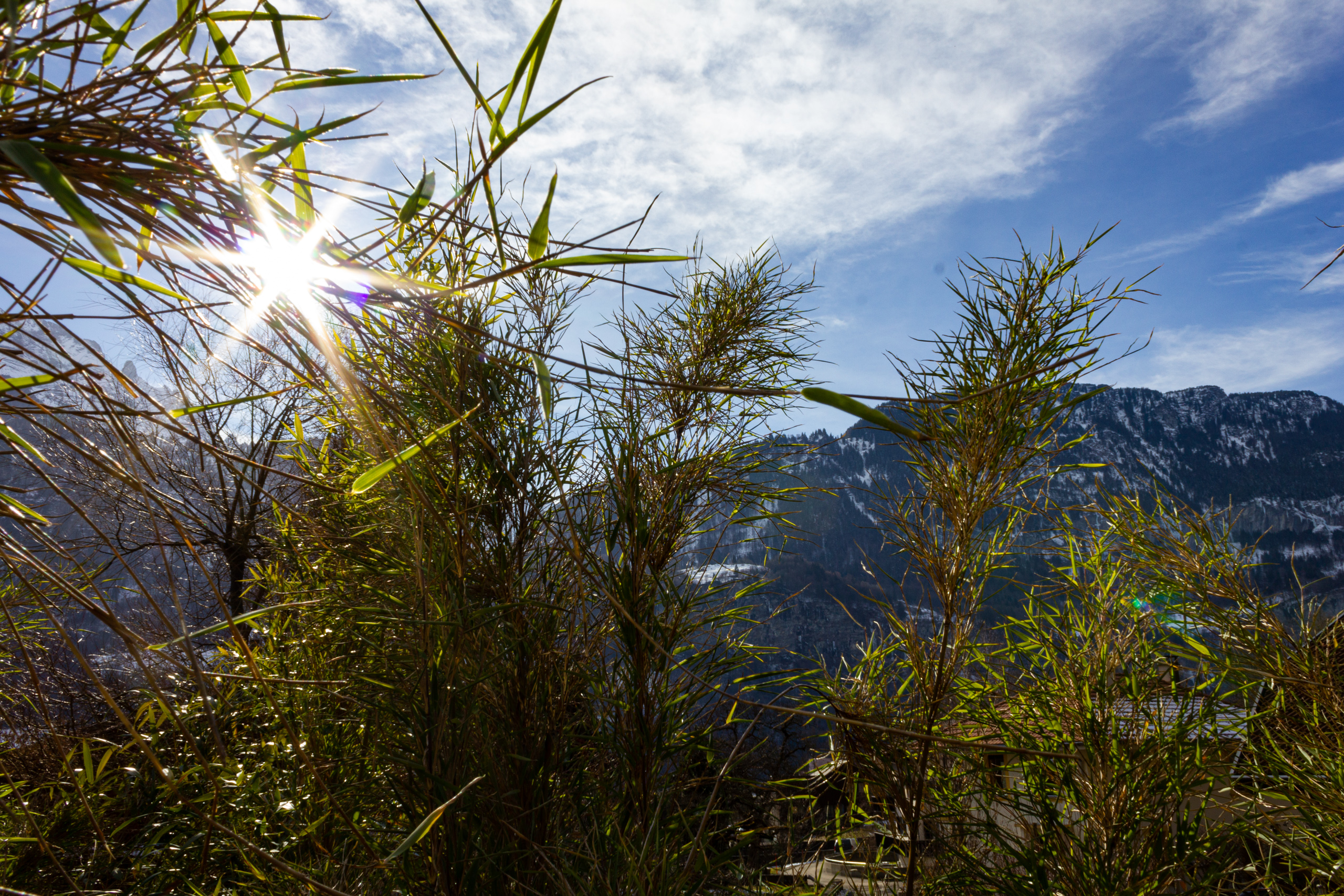 Berglandschaft mit Schilf im Vordergrund