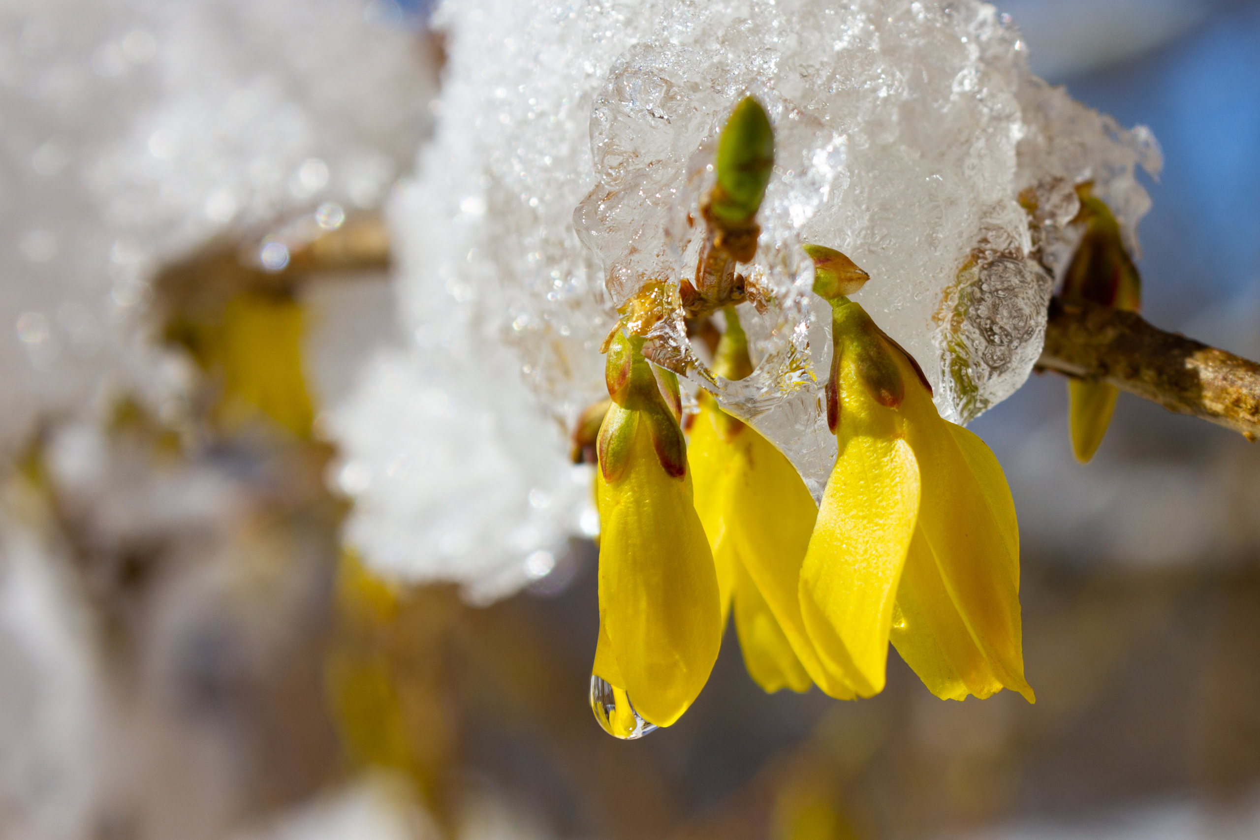Nahaufnahme einer winterlichen Blütenknospe