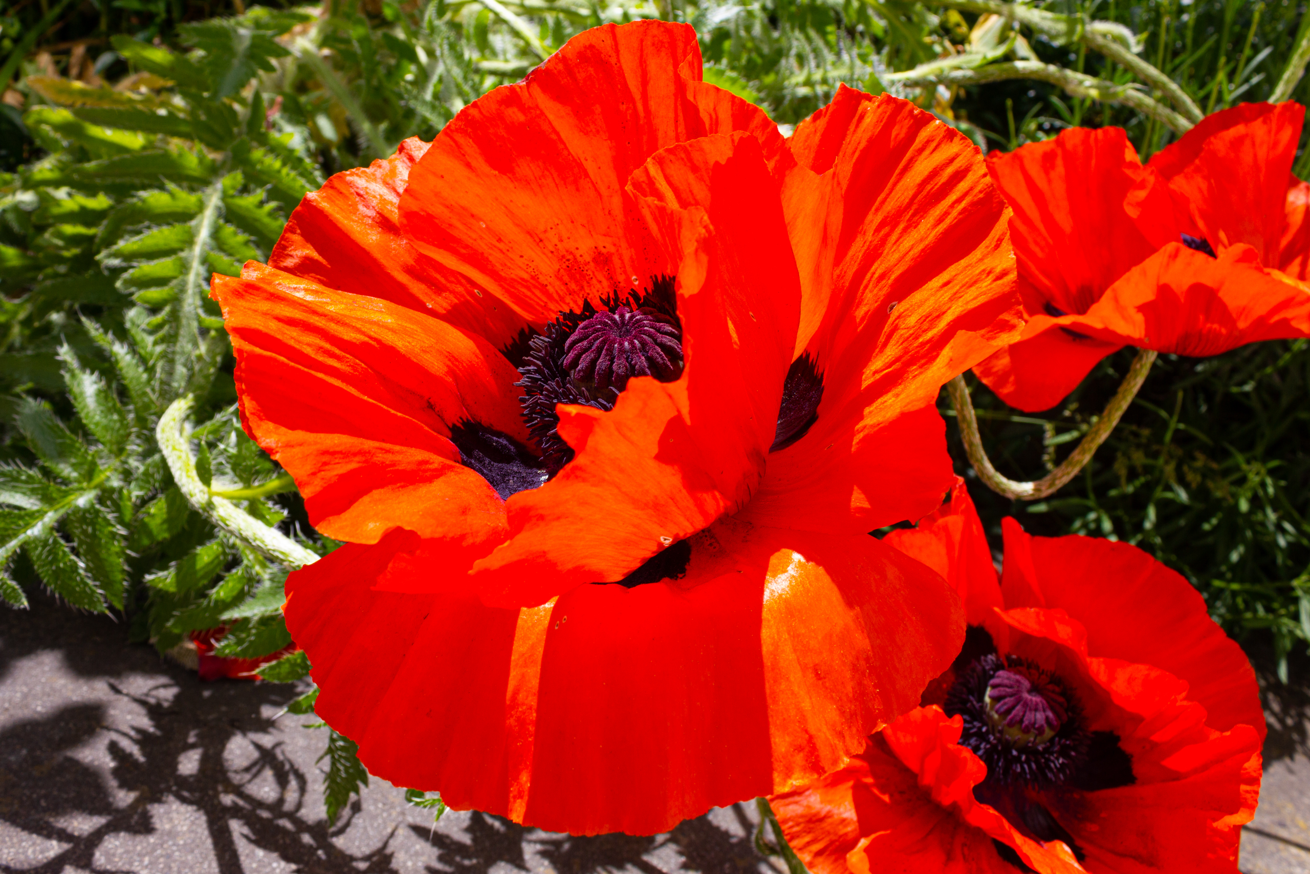 Rote Blüten im Garten