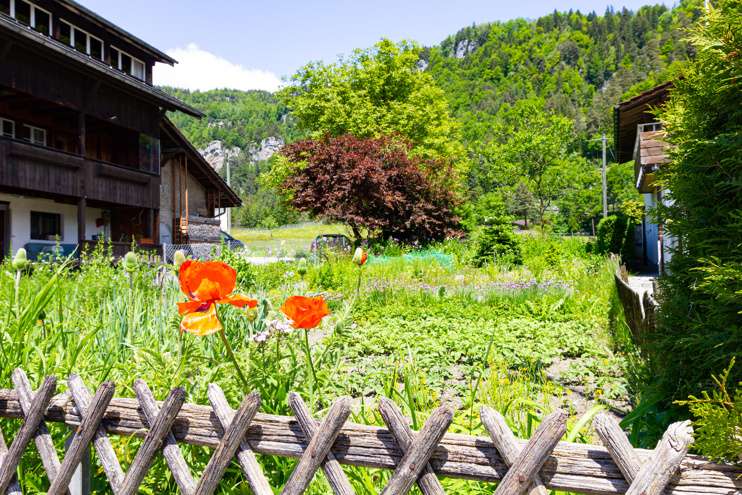 Bergnaher Garten mit Blumenbeet