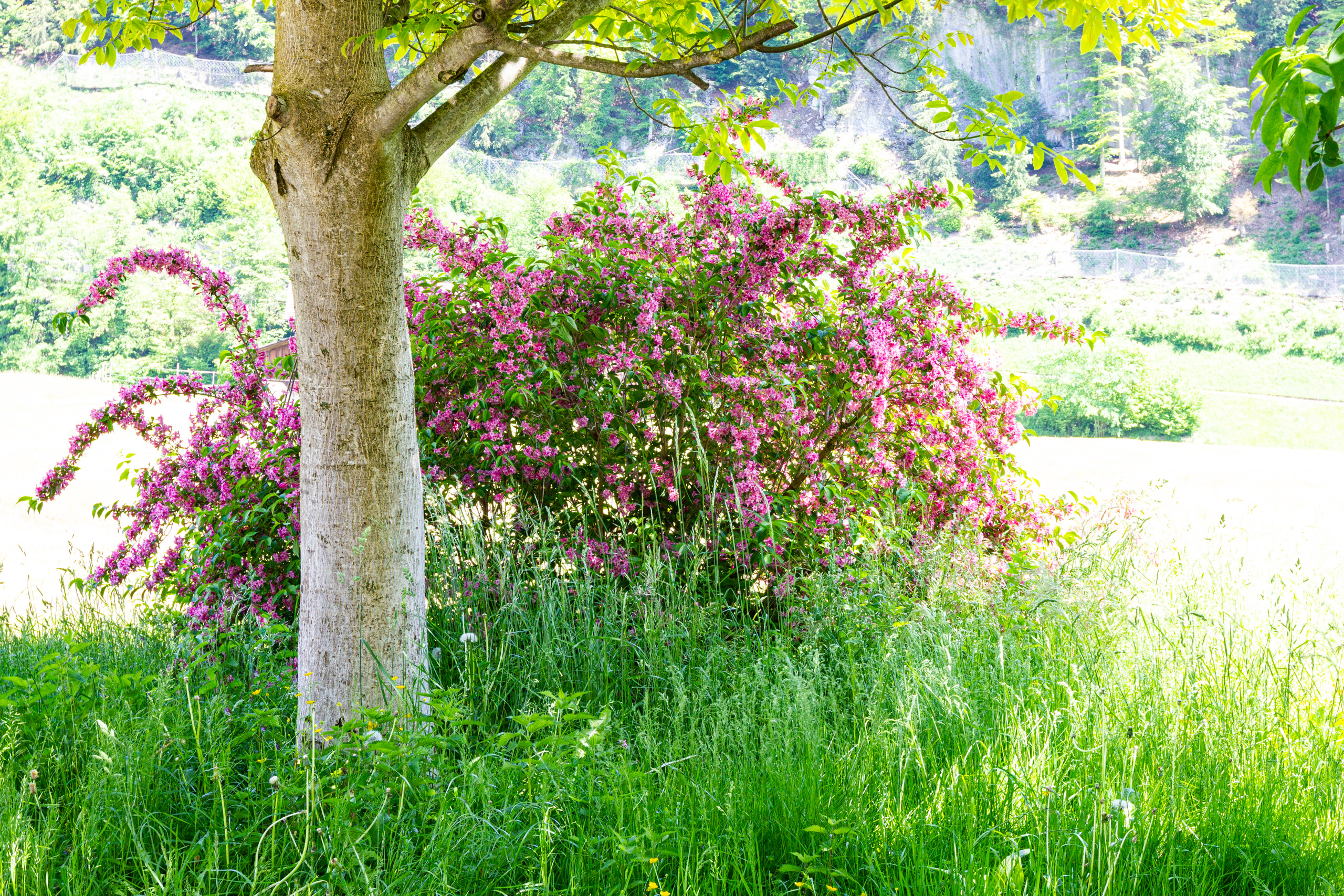 Blühender Garten mit Baum und Wiese