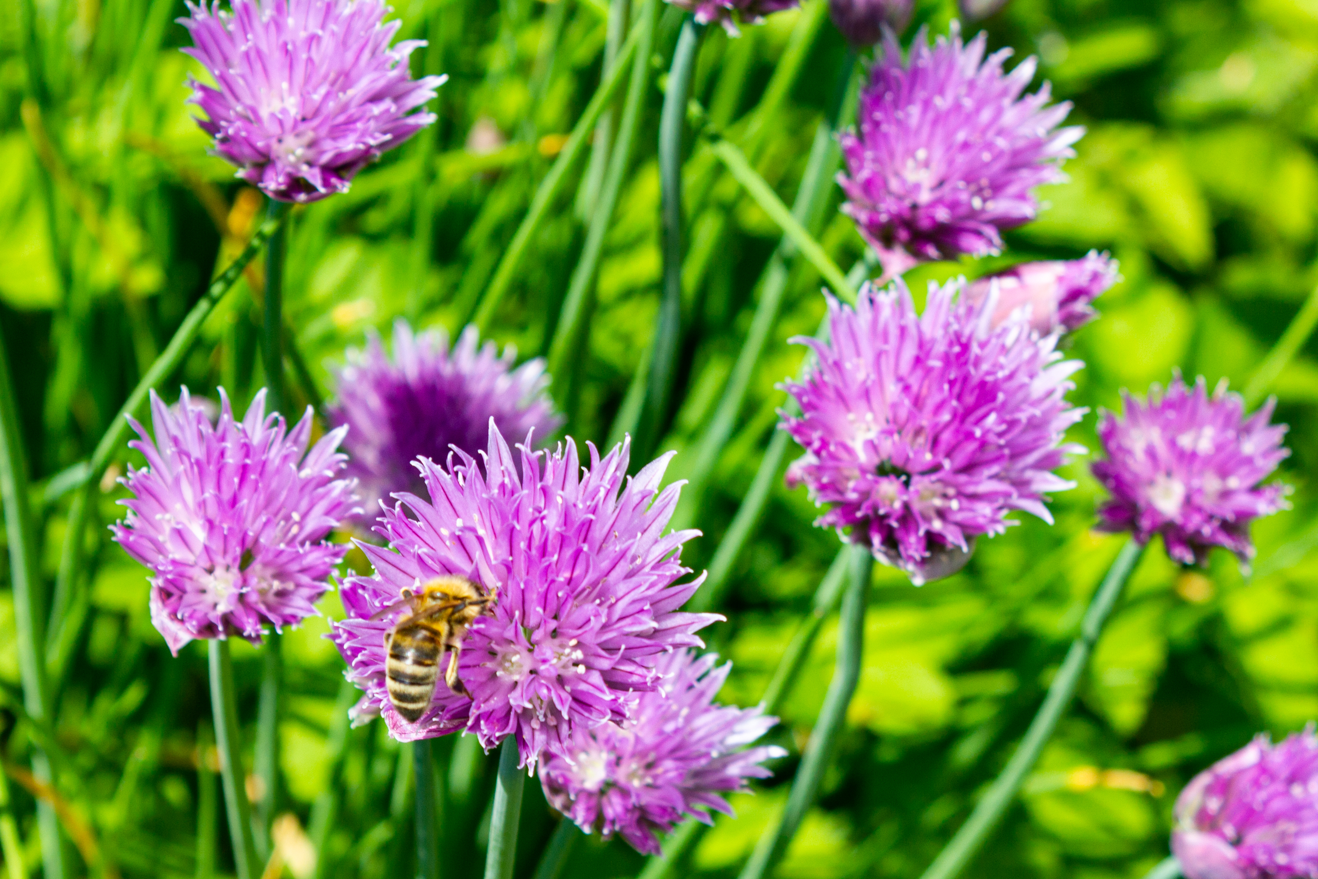 Blühende lila Zierblumen mit Biene
